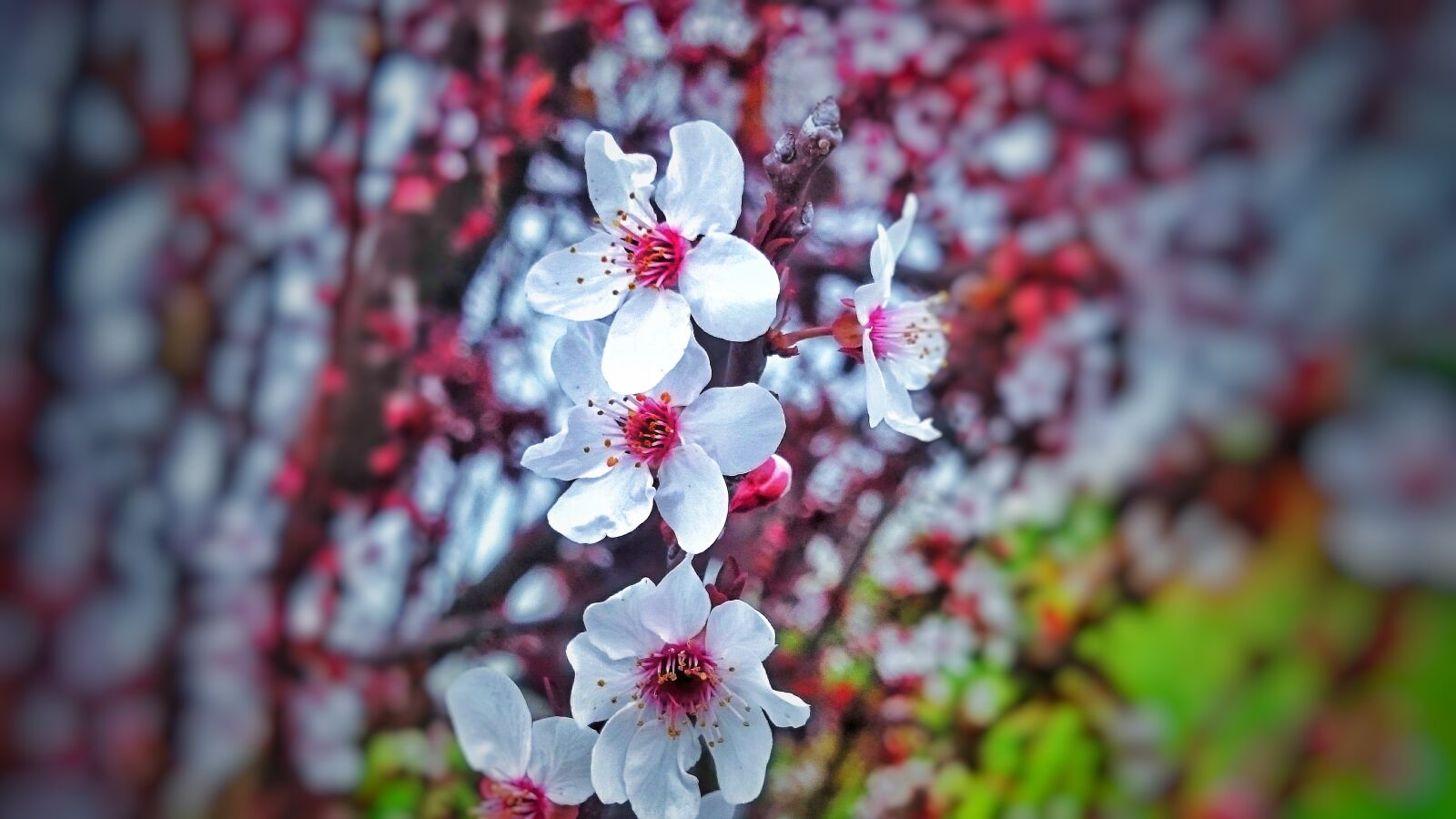 Sony Xperia Z1 sample photo. Flower, branch, nature photography