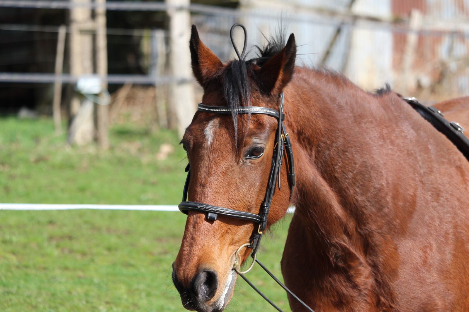 Canon EOS 1200D (EOS Rebel T5 / EOS Kiss X70 / EOS Hi) sample photo. Horse, horses, animals photography