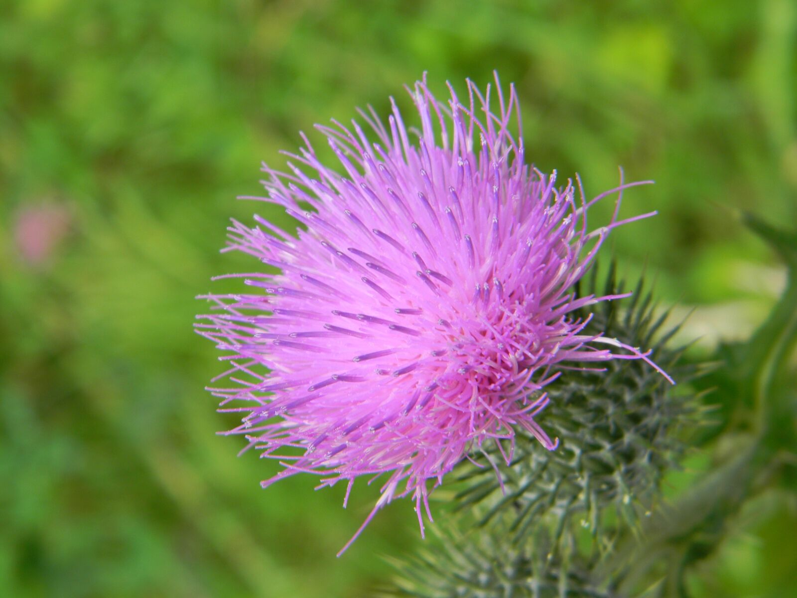Nikon Coolpix L110 sample photo. Thistle, flower, nature photography