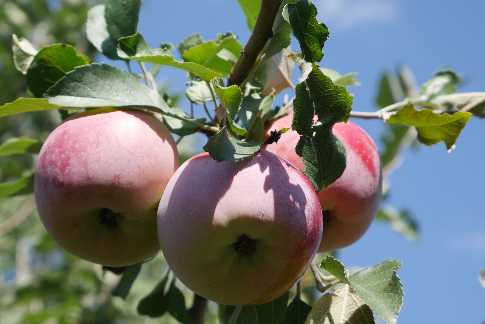 Panasonic Lumix DMC-G7 sample photo. Apple tree, fruit, crabapple photography