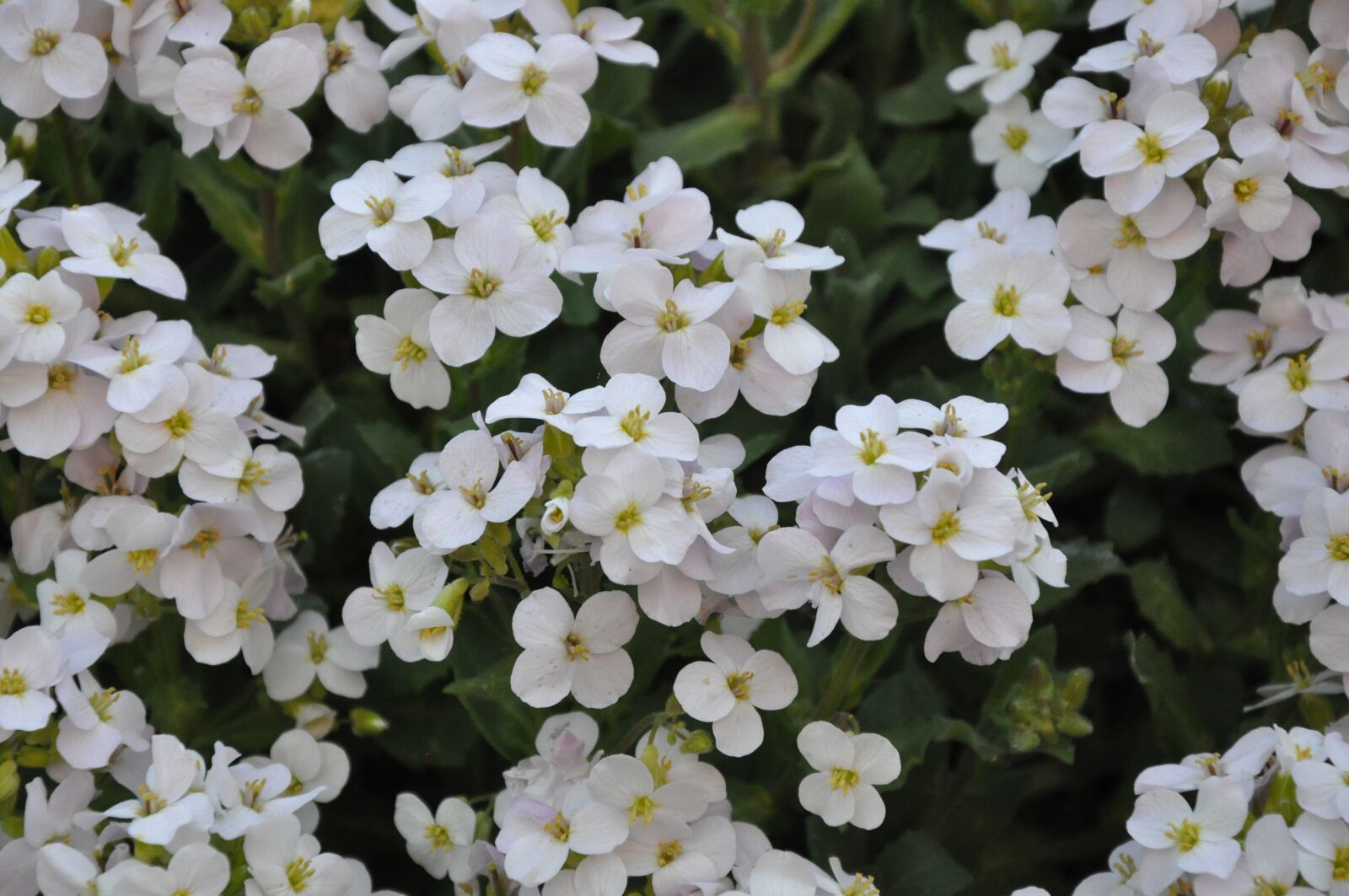 Nikon D90 sample photo. Flower, rockery, garden photography