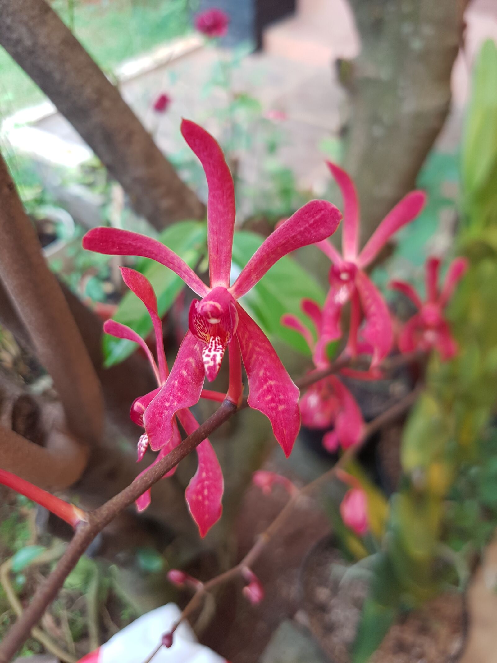 Samsung Galaxy S7 Edge sample photo. Orchid, red, exotic photography