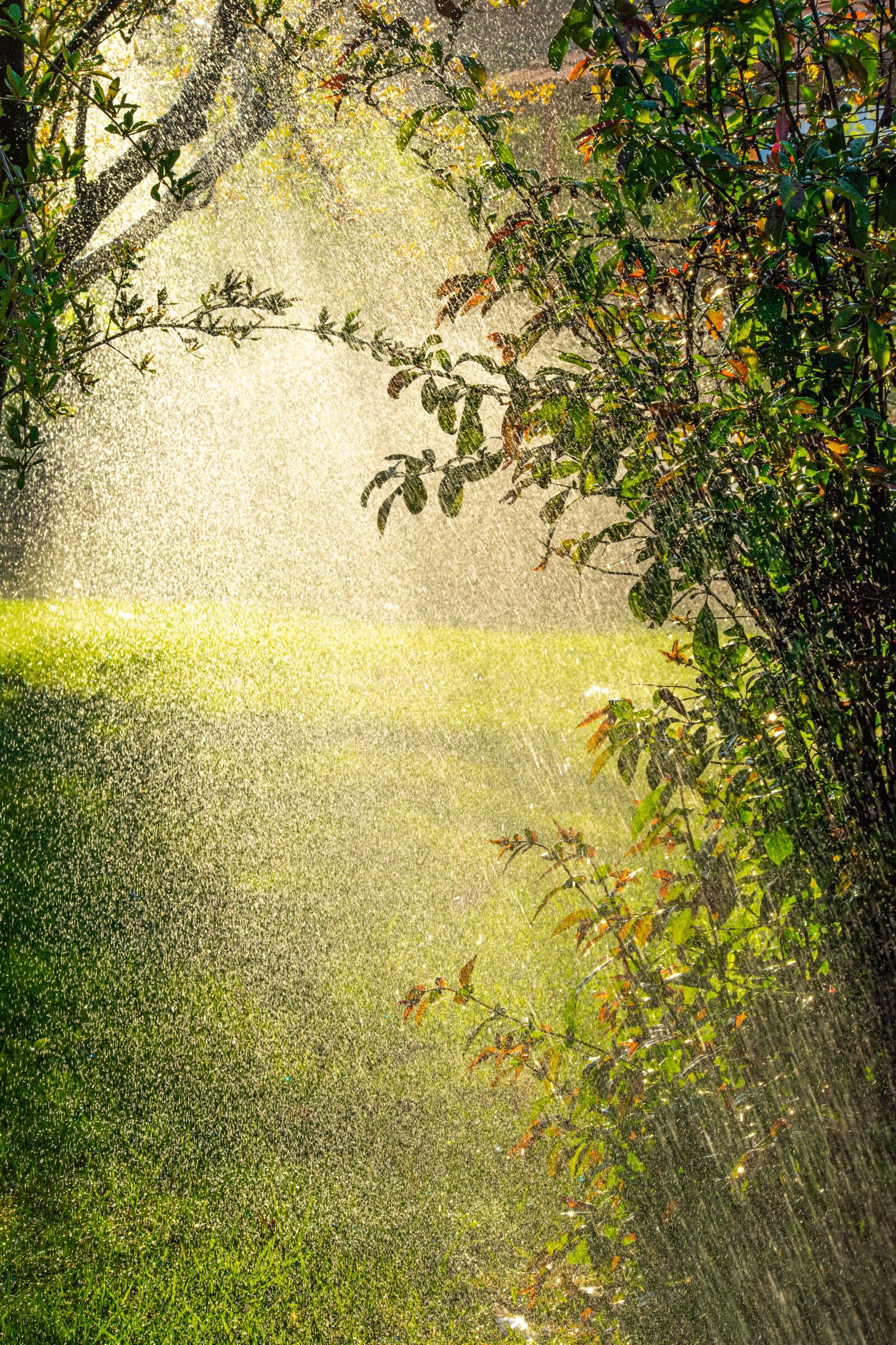 Nikon D5200 sample photo. Green, nature, park photography