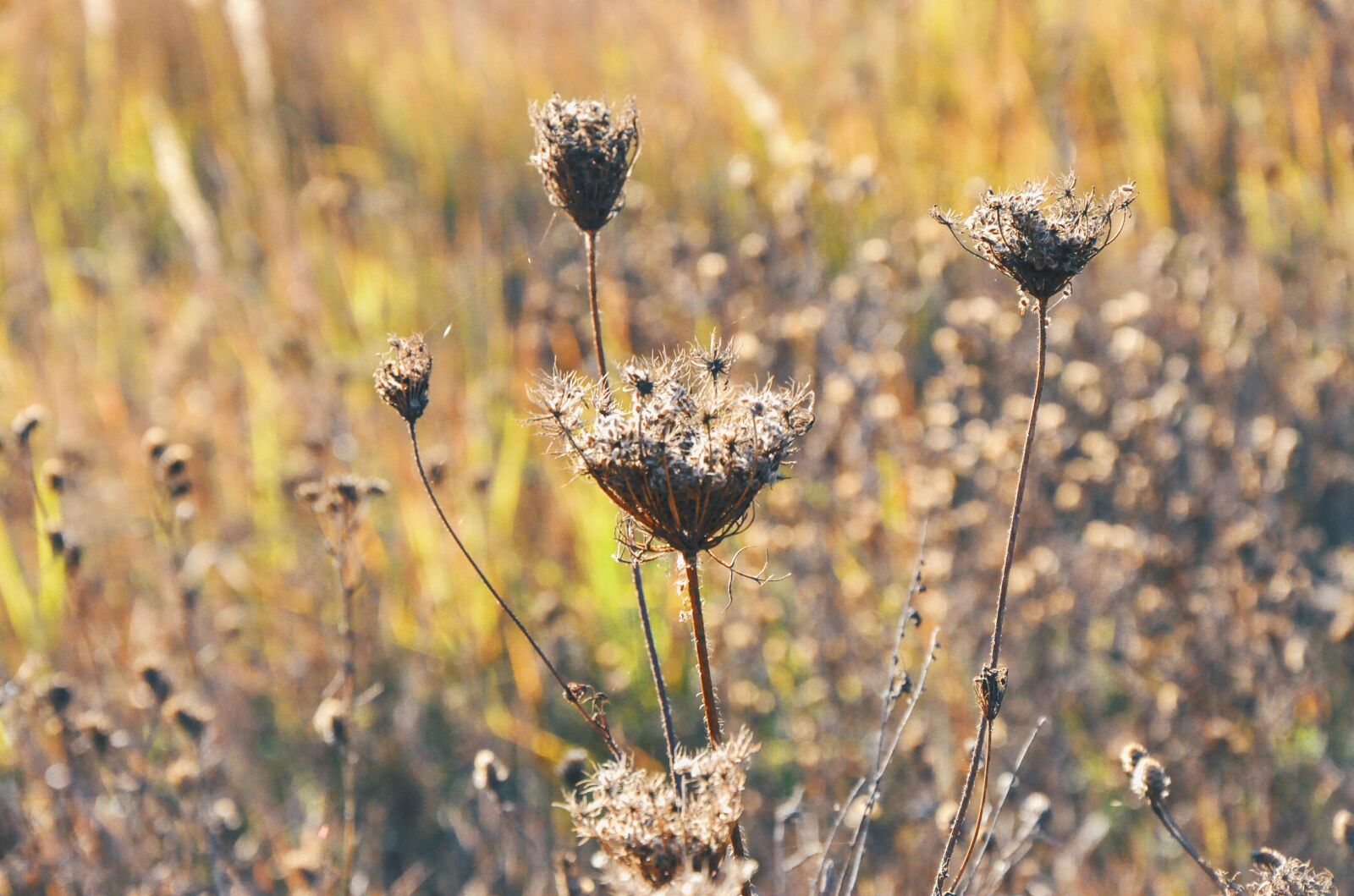 Nikon D90 sample photo. Autumn, nature, plant photography