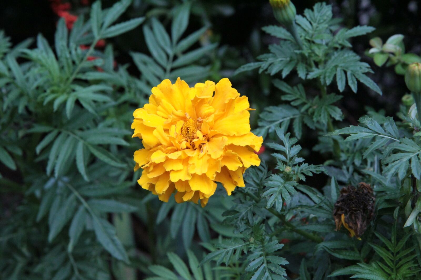 Canon EOS 600D (Rebel EOS T3i / EOS Kiss X5) sample photo. Rose of india, rose photography