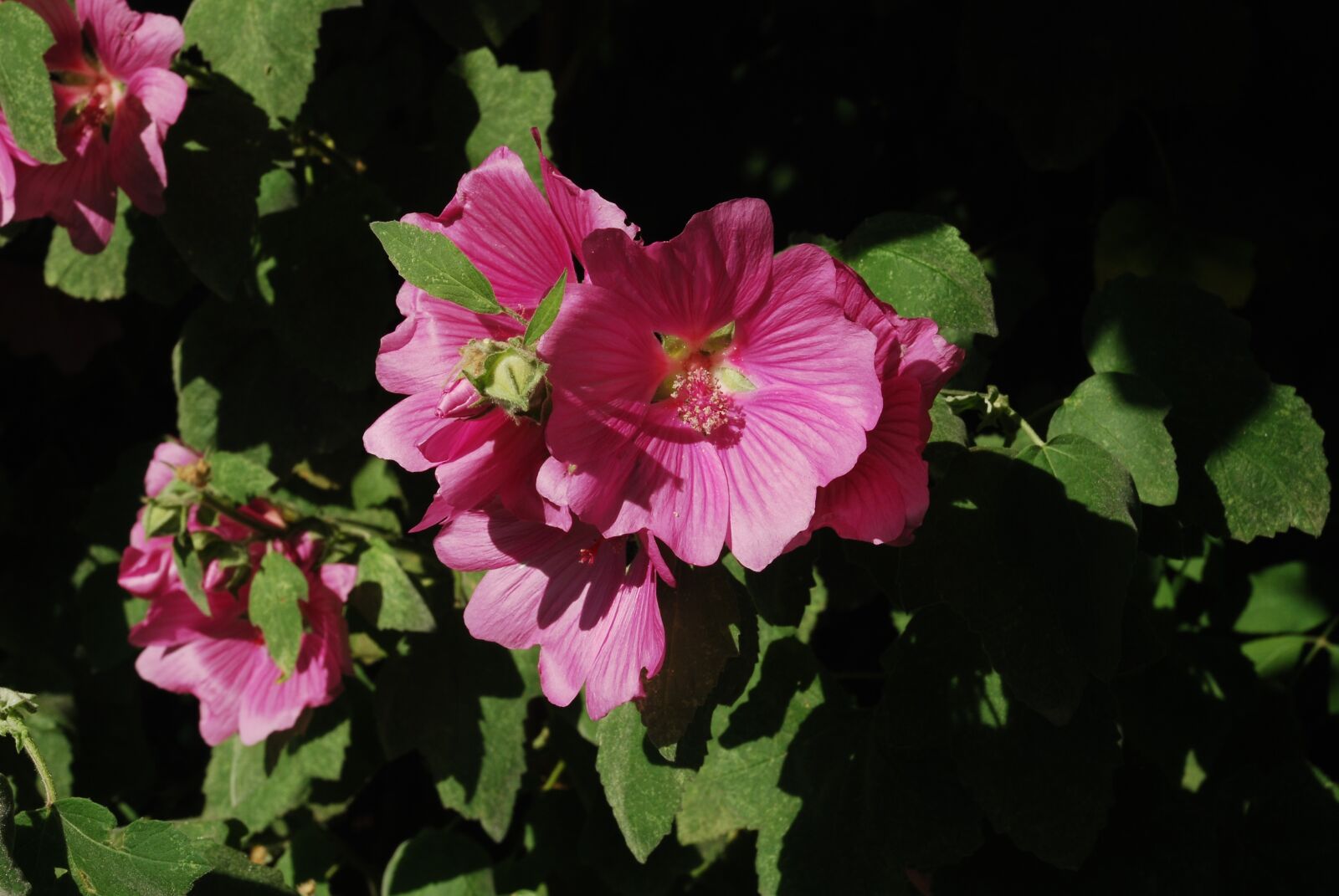 Nikon D80 sample photo. Flower, lavatera, nature photography