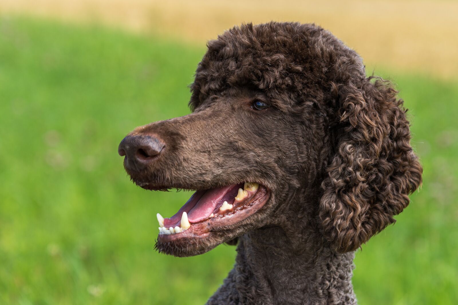 Sony a7 II sample photo. Dog, poodle, king poodle photography
