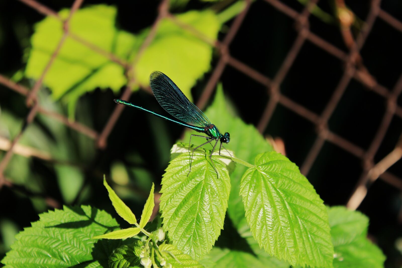 Canon EOS 1300D (EOS Rebel T6 / EOS Kiss X80) sample photo. Ważka, insect, dragonflies photography