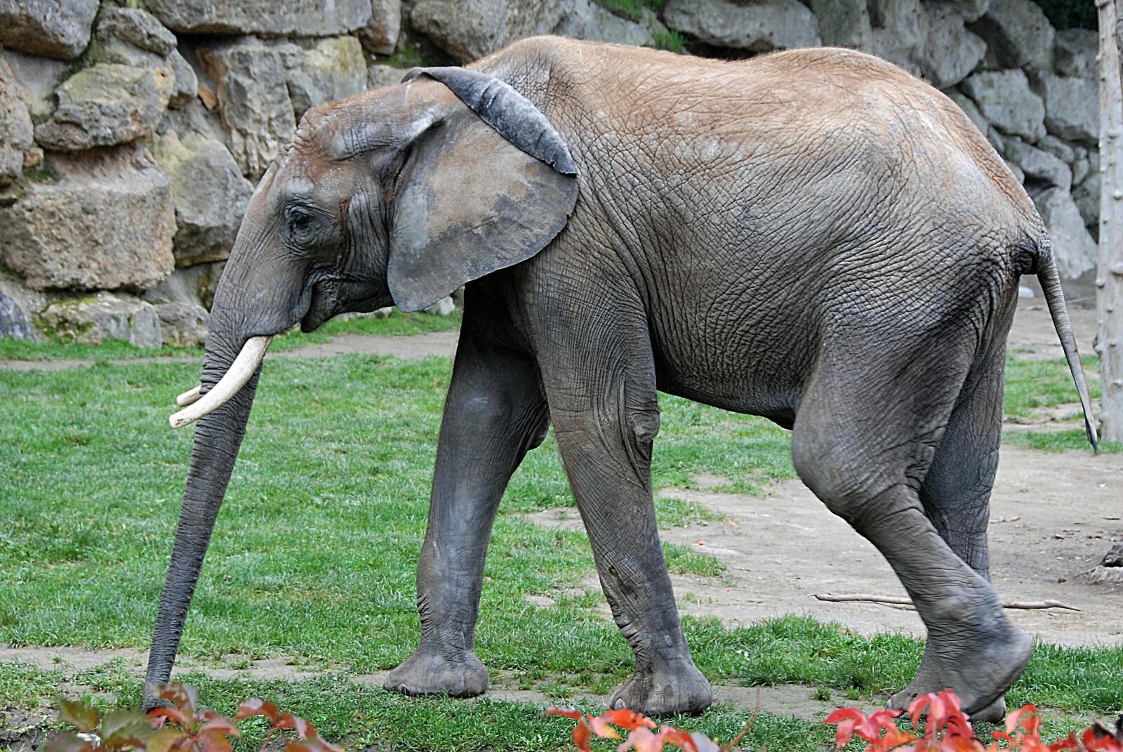 Nikon D80 sample photo. Elephant, zoo, pachyderm photography