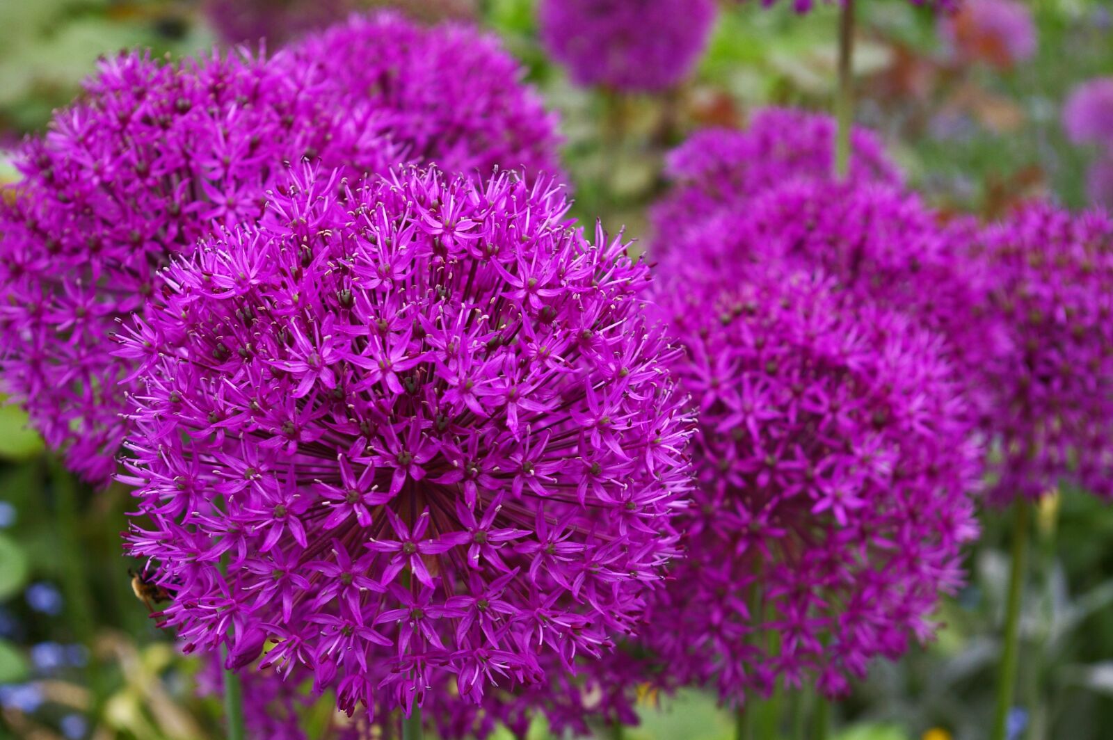 Pentax *ist DL2 sample photo. Ornamental onion, leek, blossom photography