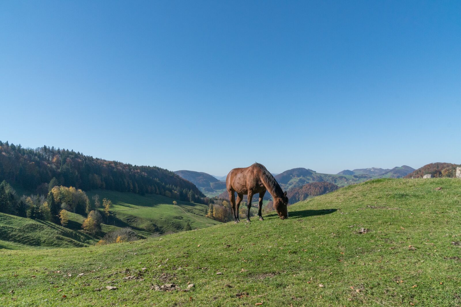Sony a6500 + Sony Vario-Tessar T* E 16-70mm F4 ZA OSS sample photo. Landscape, horse, pasture photography