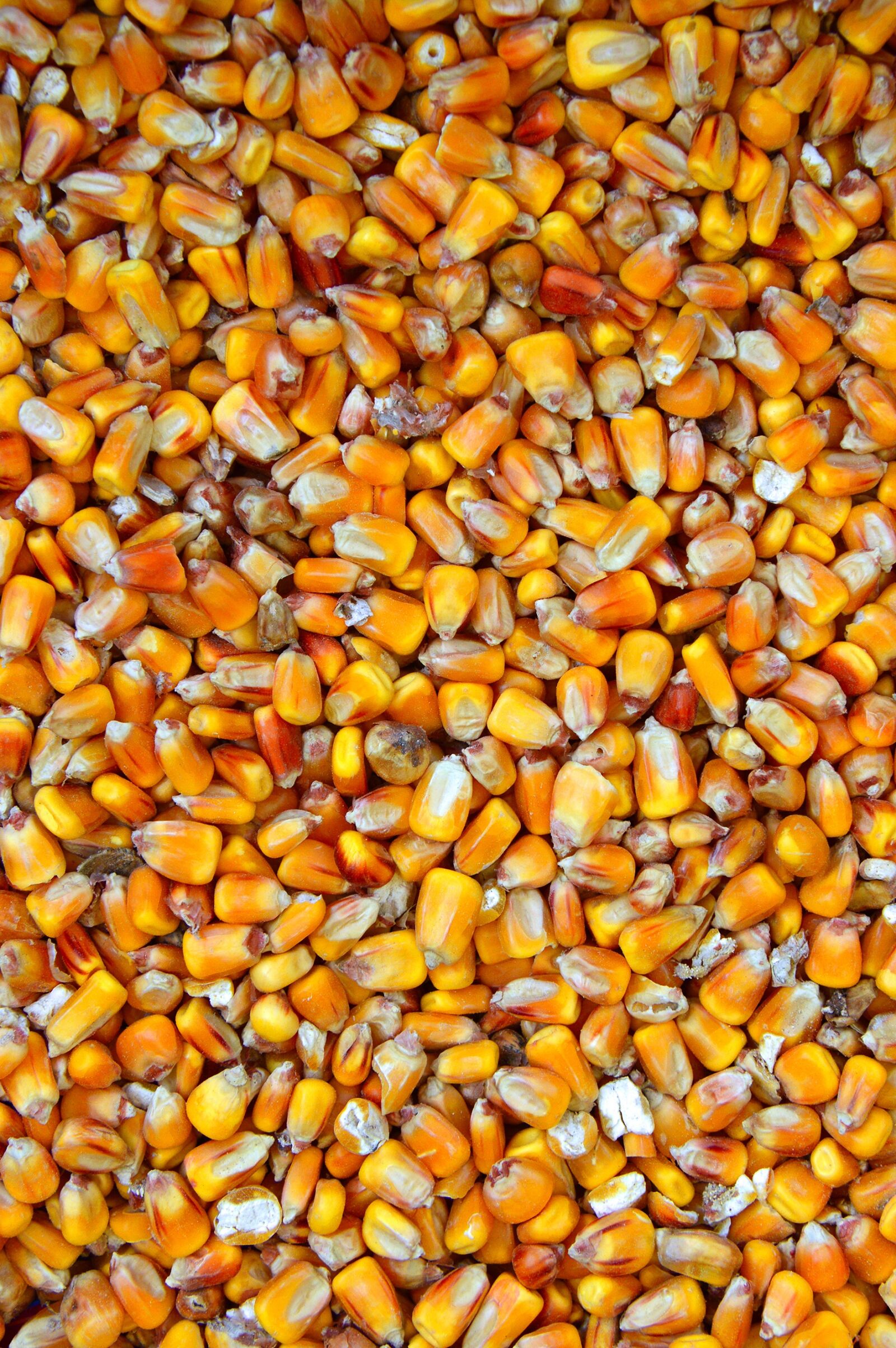 Nikon D3200 sample photo. Corn, yellow, plants photography
