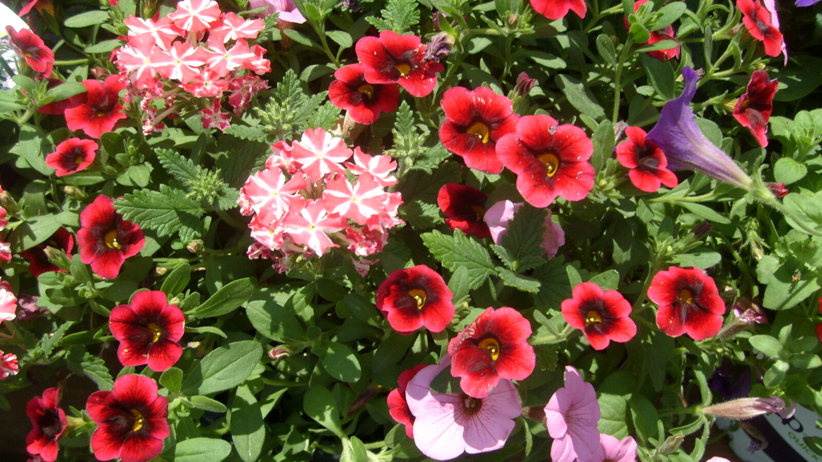 Samsung KENOX S730  / Samsung S730 sample photo. Flower, garden, flowers, pink photography