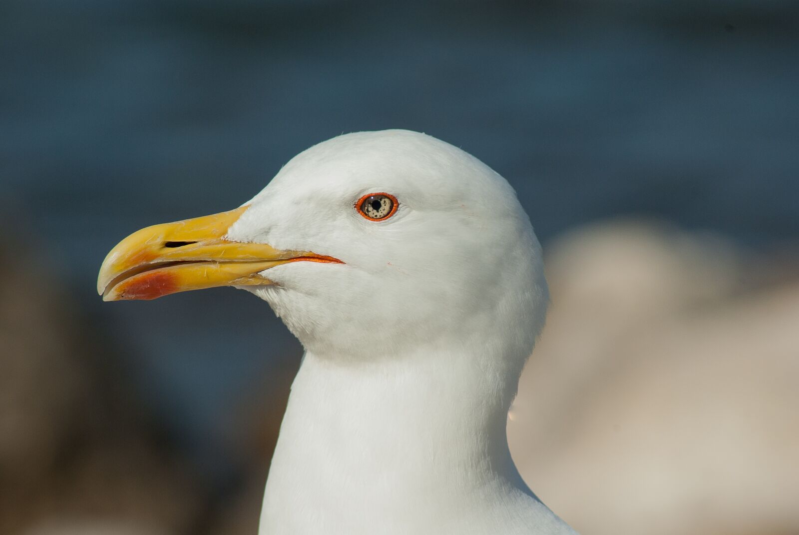 Pentax K10D sample photo. Seagull, beak, sea ​​bird photography