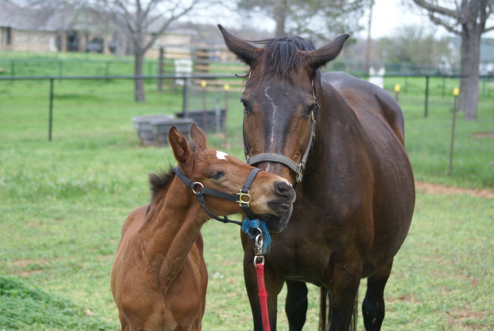 Sony Alpha DSLR-A100 sample photo. Mare, foal, filly photography
