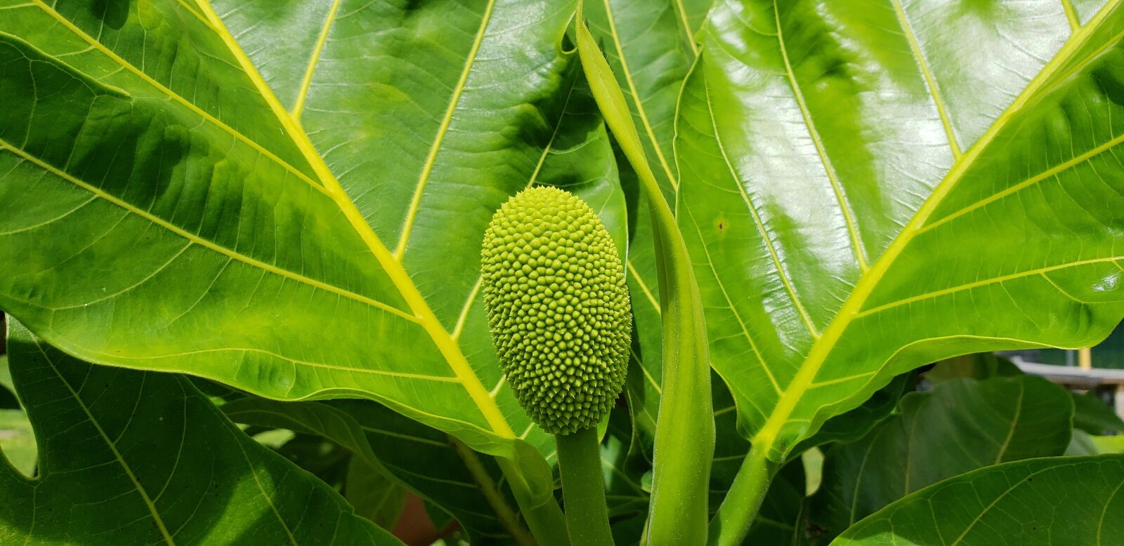 Samsung Galaxy S9+ sample photo. Breadfruit, hawaii, tropical photography
