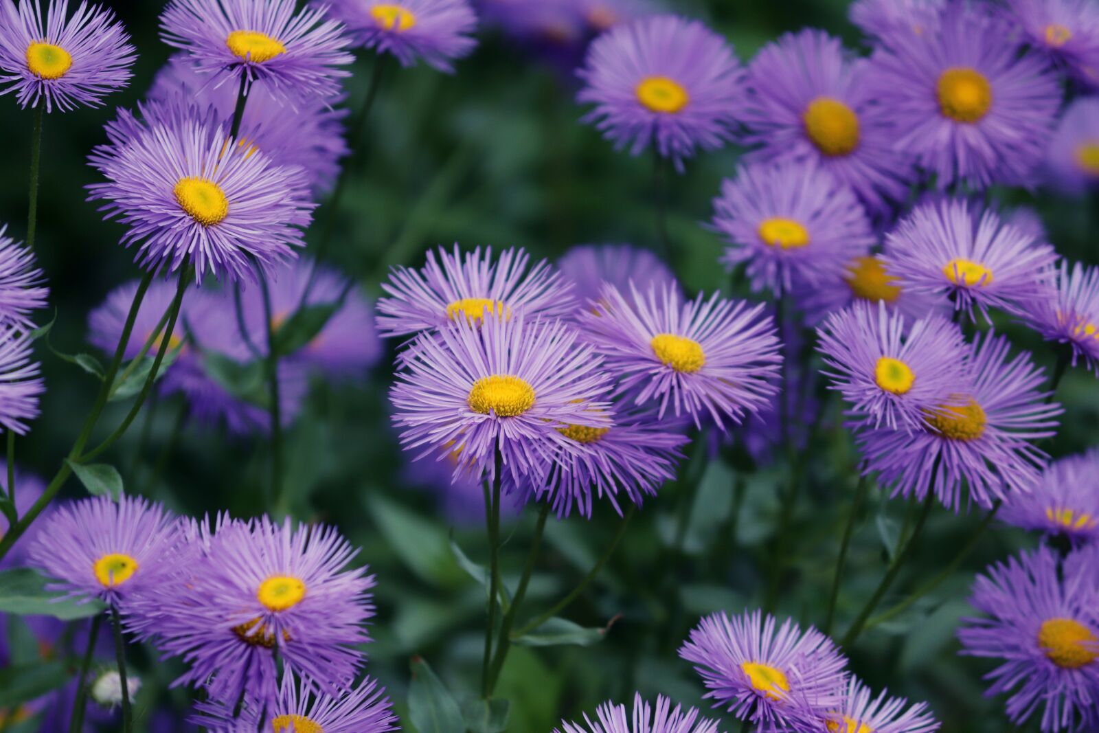 Canon EOS 200D (EOS Rebel SL2 / EOS Kiss X9) sample photo. Asters, aster tongolensis, violet photography