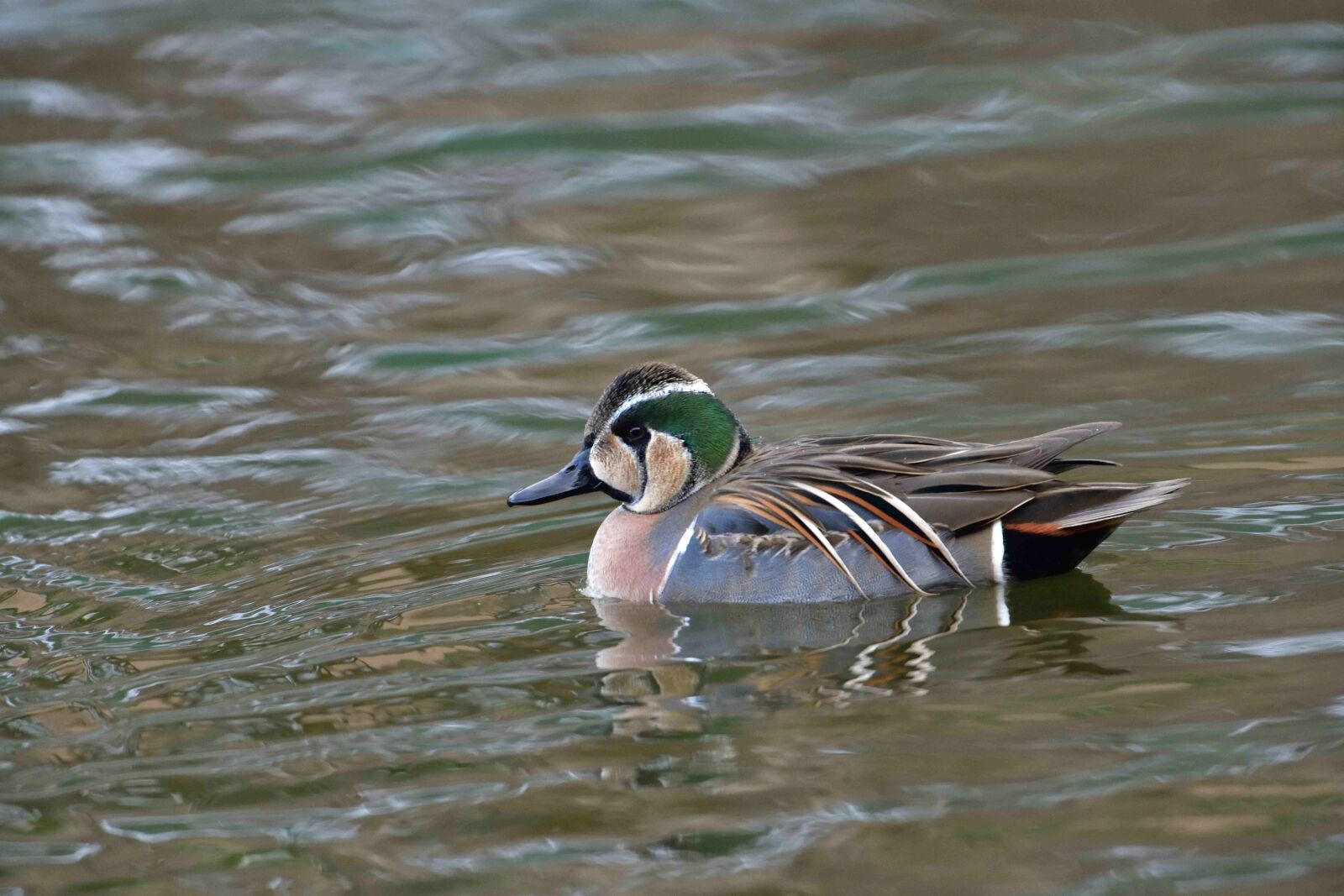 Nikon D850 sample photo. Duck, bird, natural photography