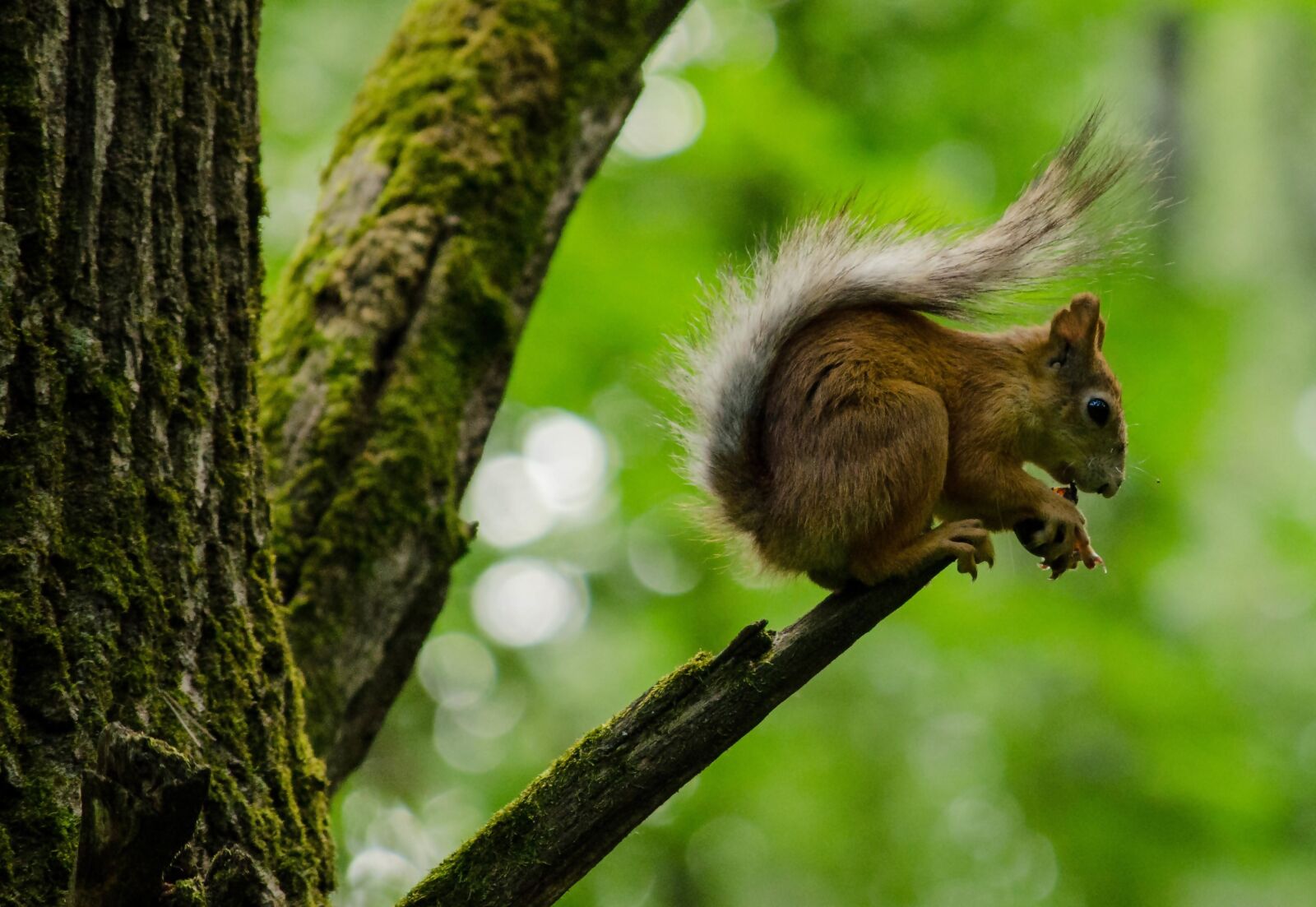 Nikon D5100 sample photo. Squirrel, forest, nature photography
