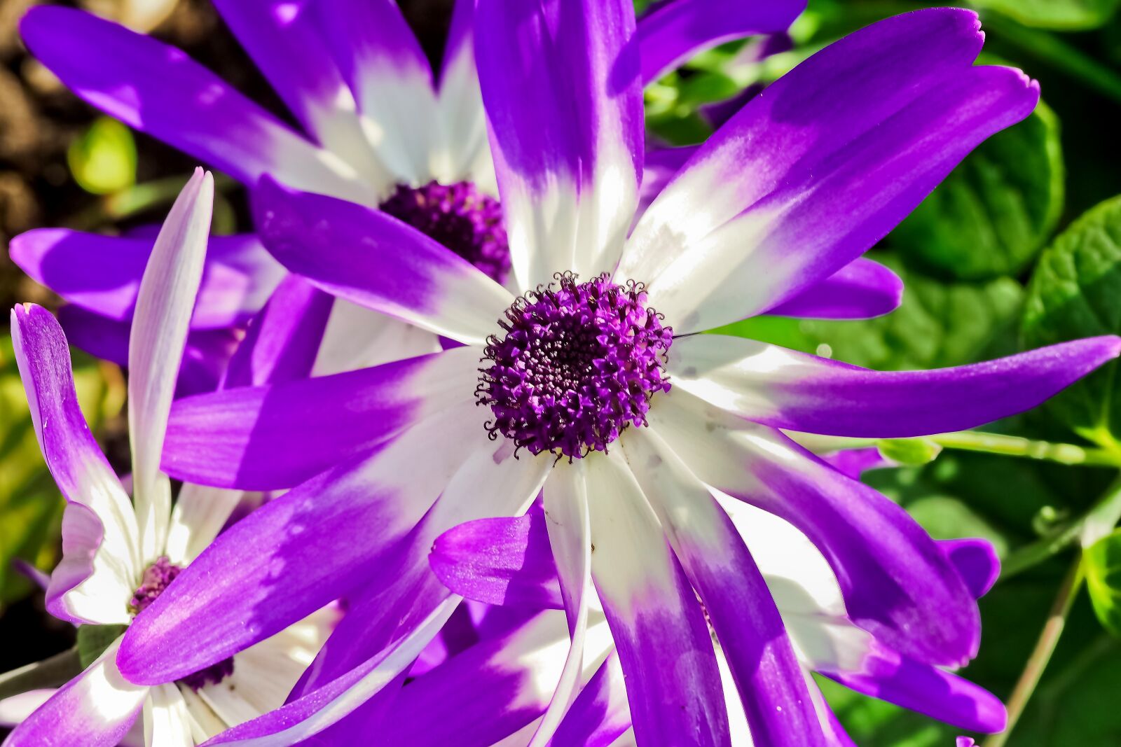 Olympus OM-D E-M10 sample photo. Daisies, flower, plant photography
