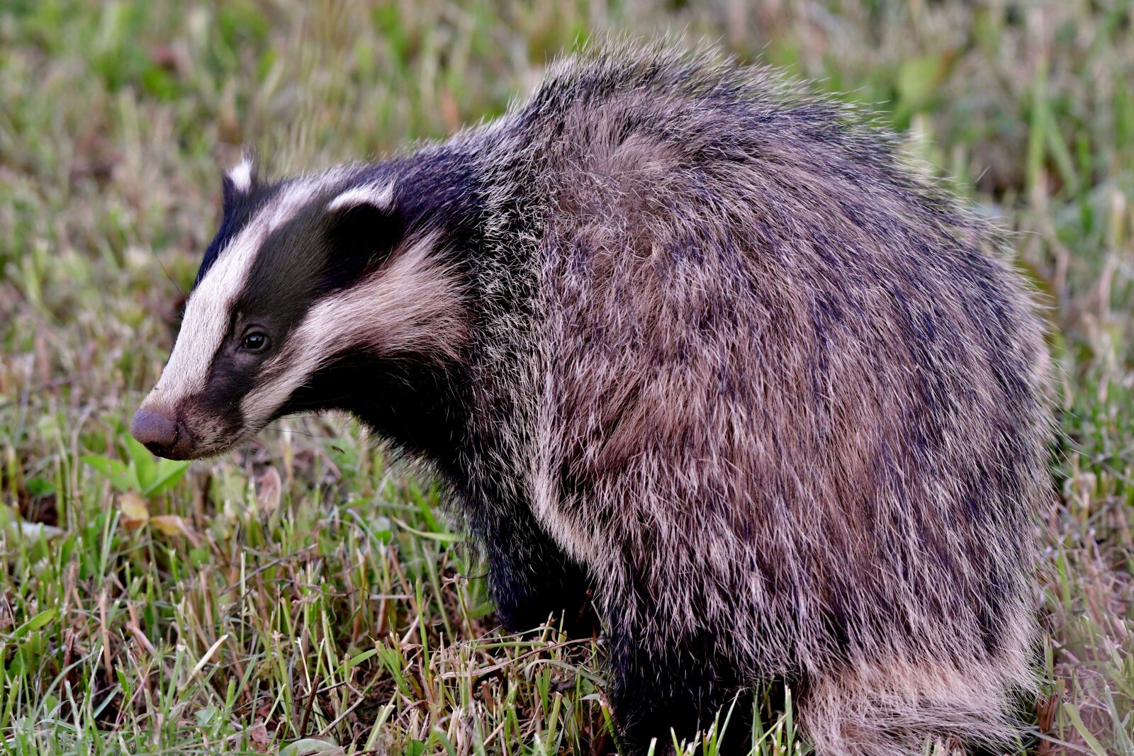 Nikon D500 sample photo. Das, wild, mammal photography