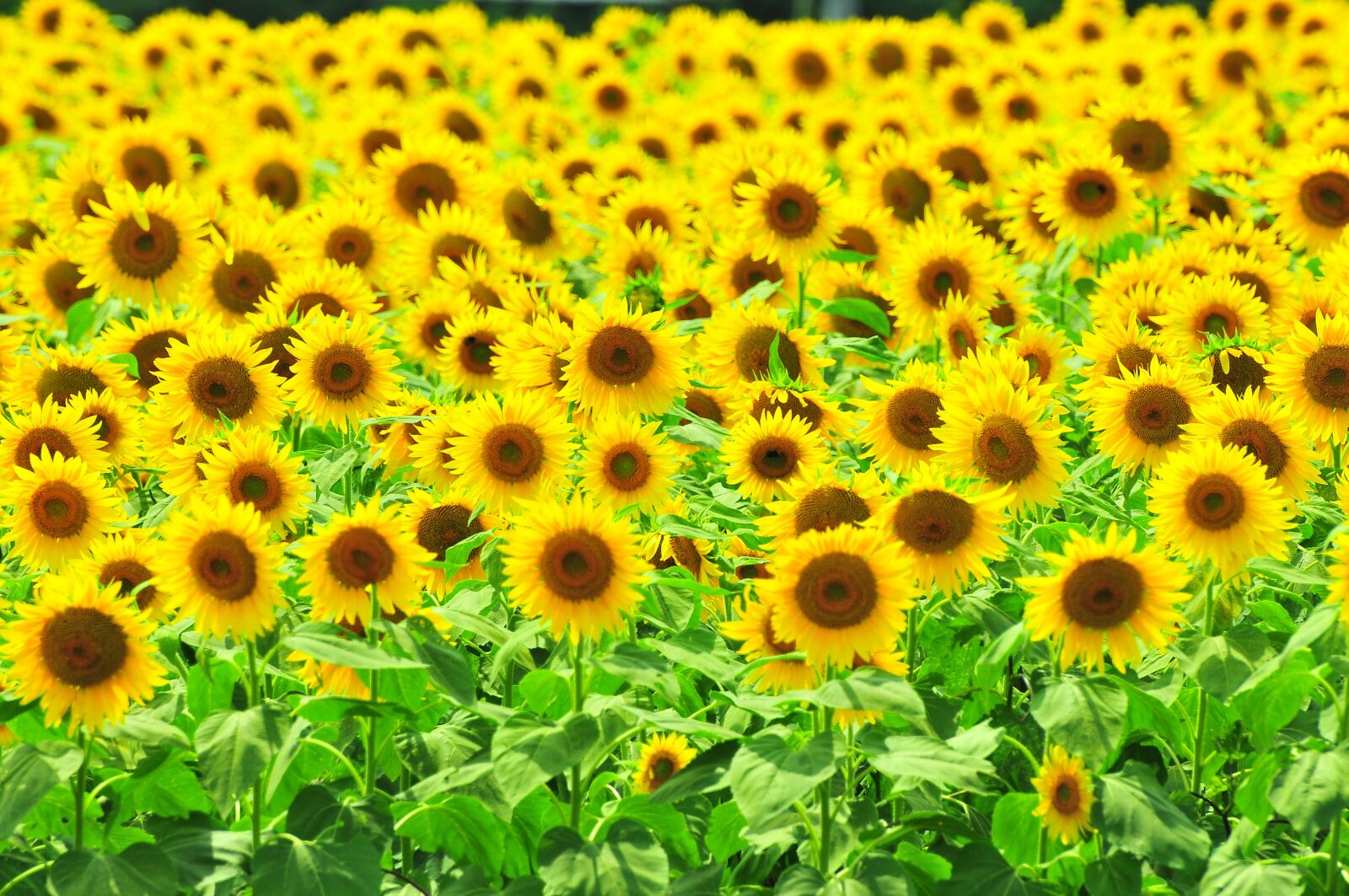 Nikon D300 sample photo. Sunflower, summer flowers, yellow photography