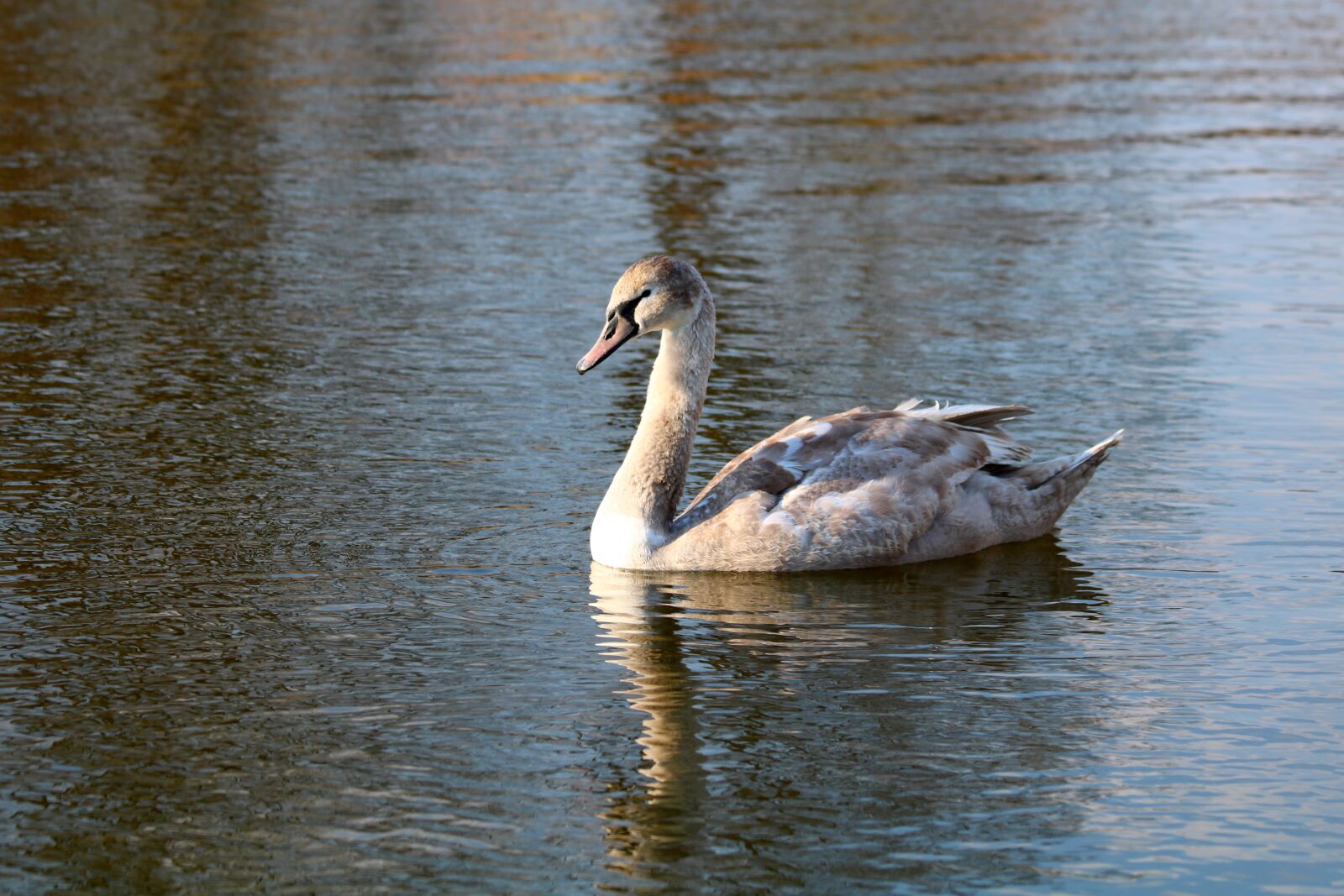 Canon EOS 750D (EOS Rebel T6i / EOS Kiss X8i) sample photo. Swan, water, surface photography