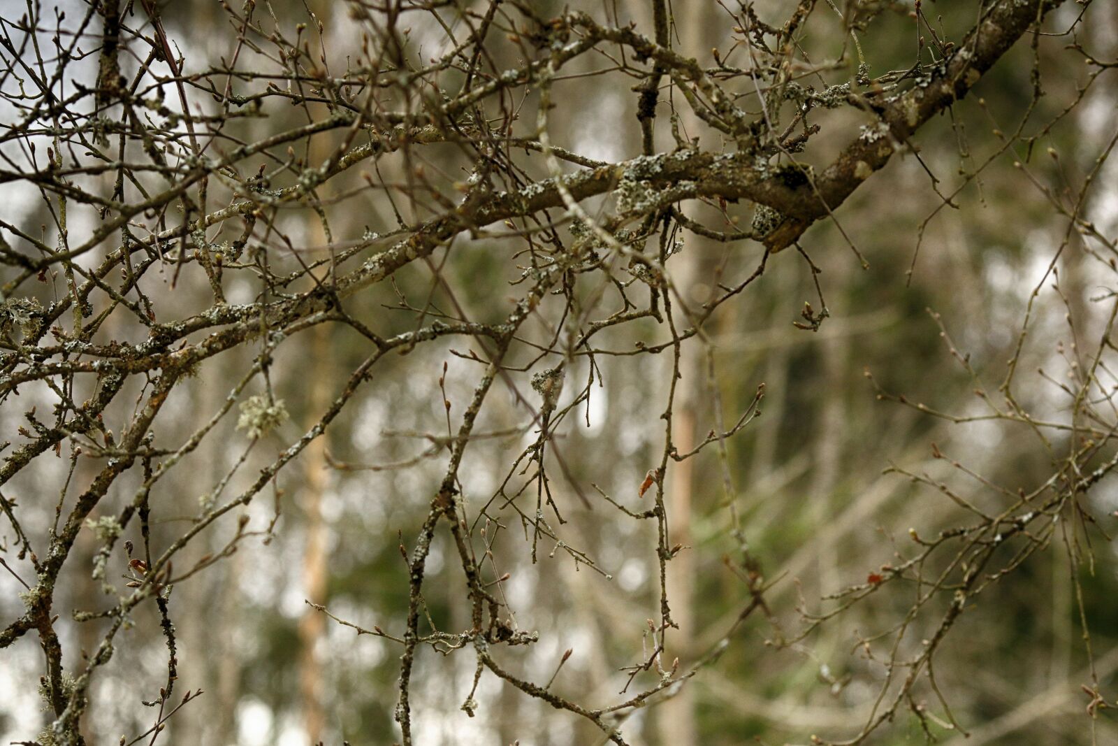 Canon EOS 7D Mark II + Canon EF 135mm F2L USM sample photo. Tree, nature, branch photography