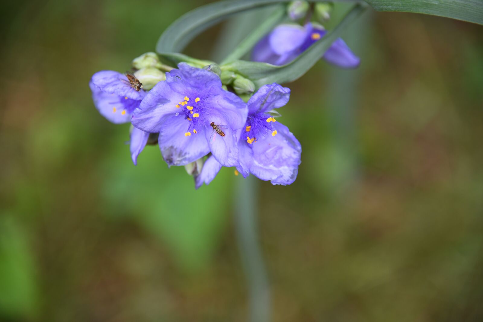 Nikon D850 sample photo. Spiderwort, lily, flower photography