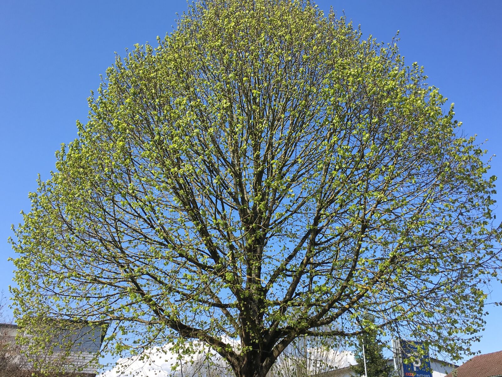 Apple iPhone 6s sample photo. Tree, sky, nature photography
