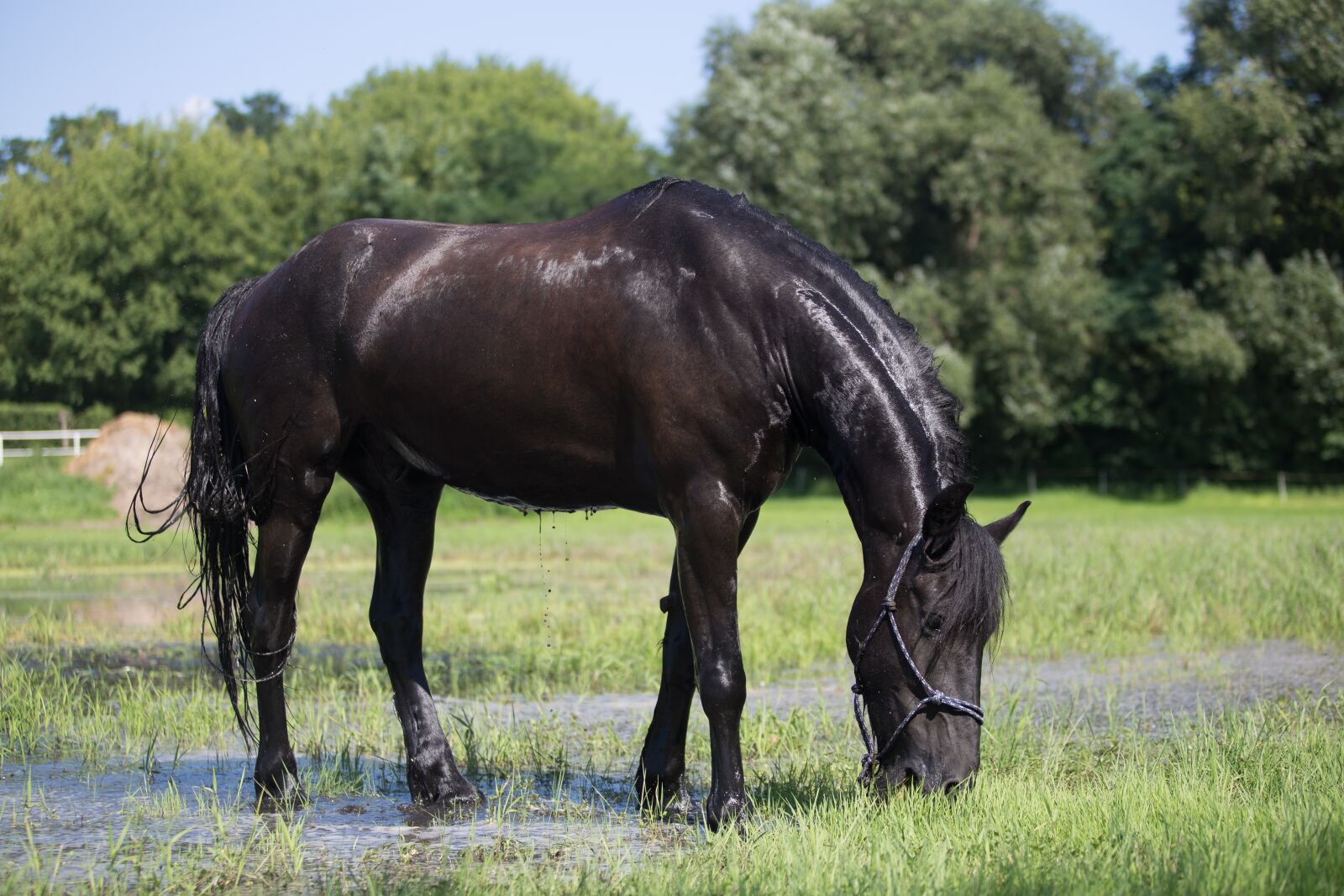 Canon EF 70-200mm F2.8L USM sample photo. Horse, koń, konie photography