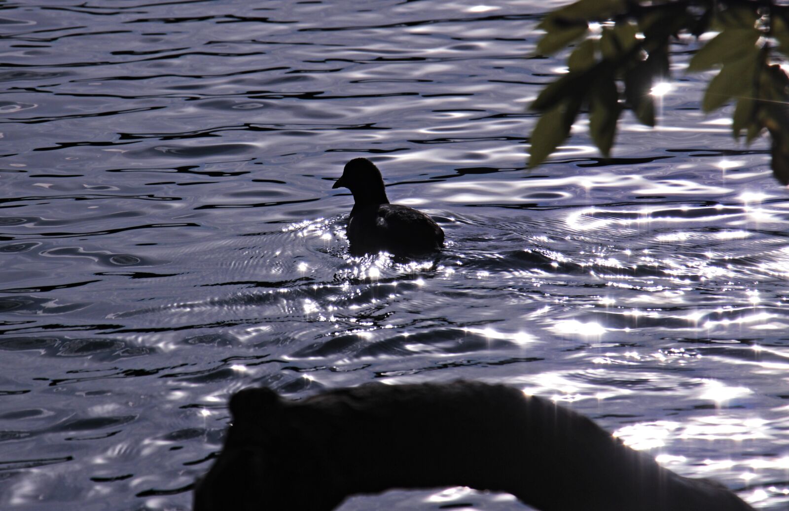 Canon EOS 100D (EOS Rebel SL1 / EOS Kiss X7) sample photo. Bird, water, backlighting photography