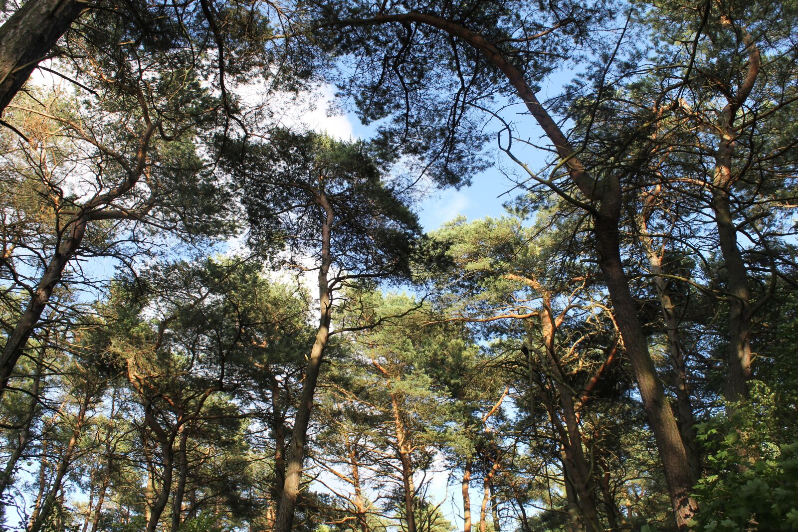 Canon EOS 1100D (EOS Rebel T3 / EOS Kiss X50) sample photo. Forest, sky, landscape photography