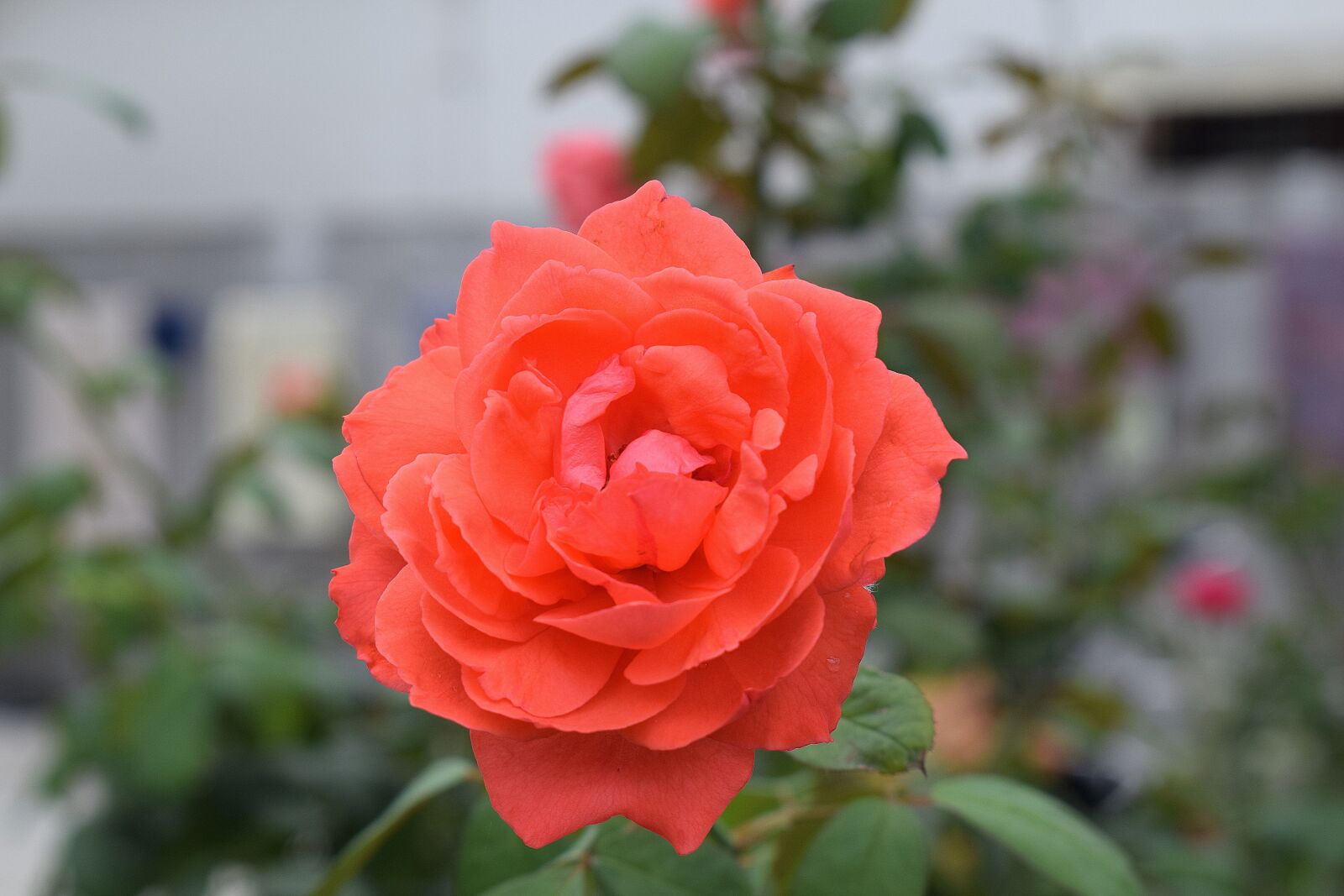 Nikon D3300 sample photo. Rose, flower, red photography