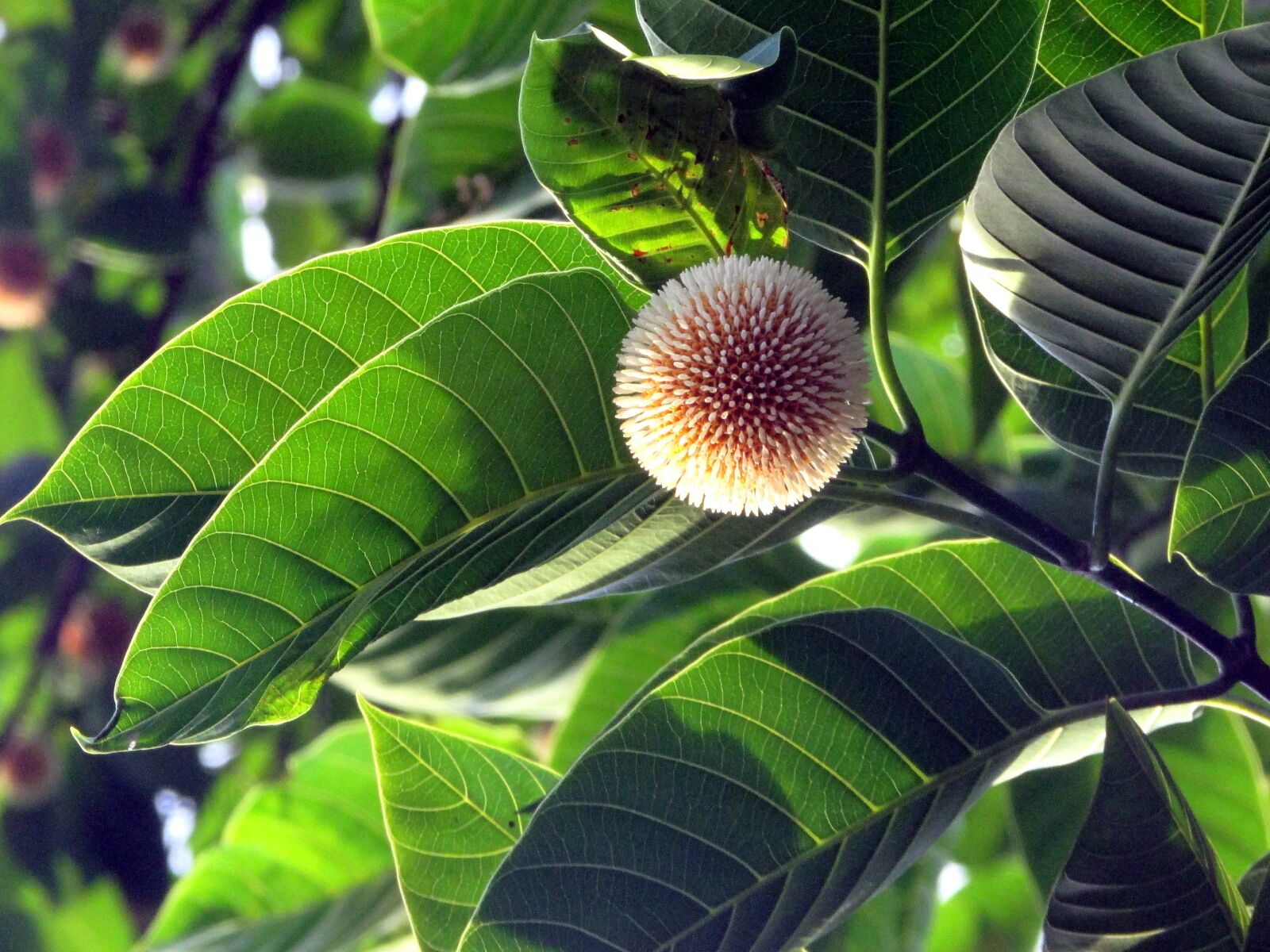 Nikon D5300 sample photo. Flower, tree, nature photography