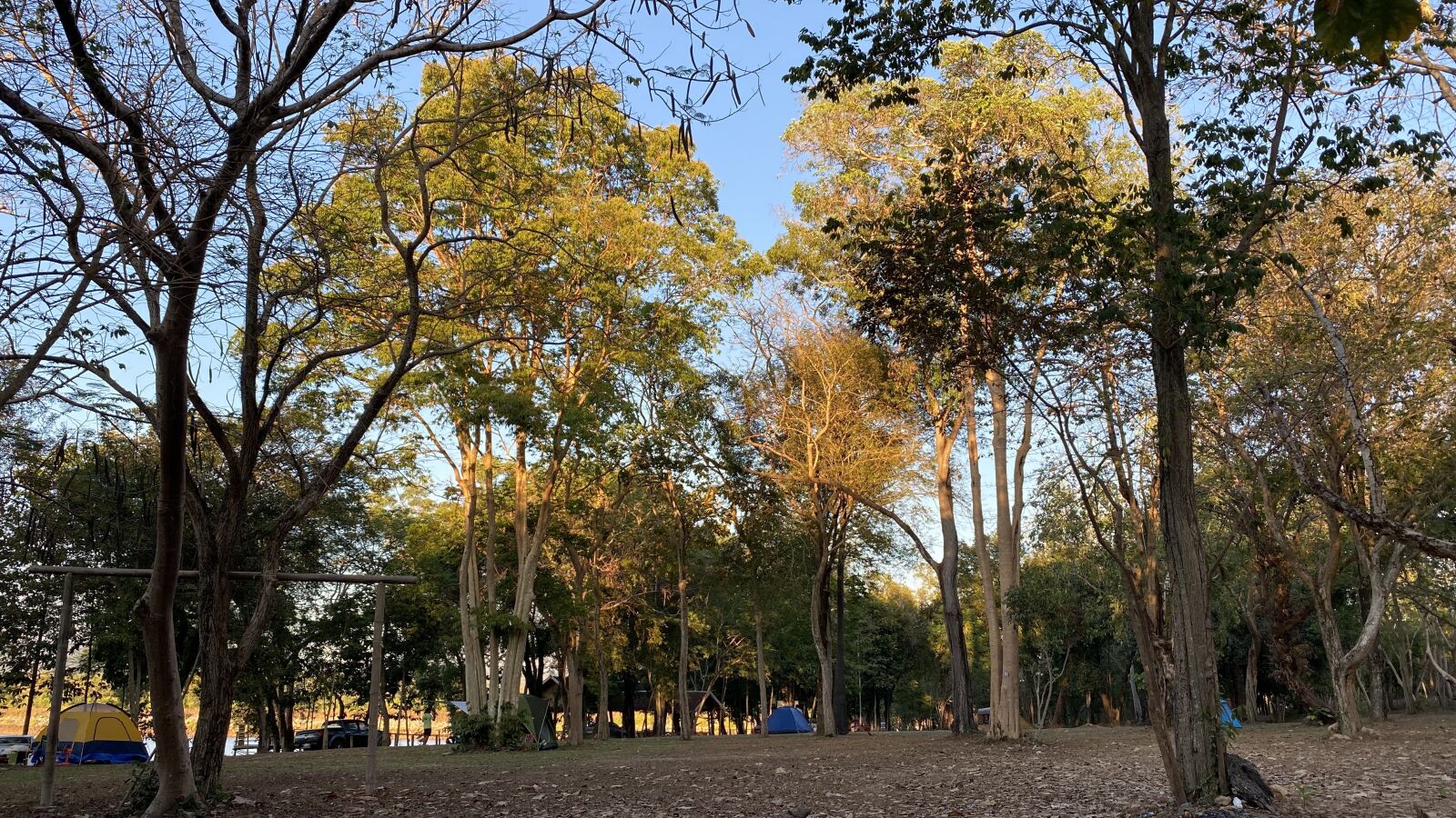 Apple iPhone 11 Pro sample photo. Colorful trees, summer, nature photography