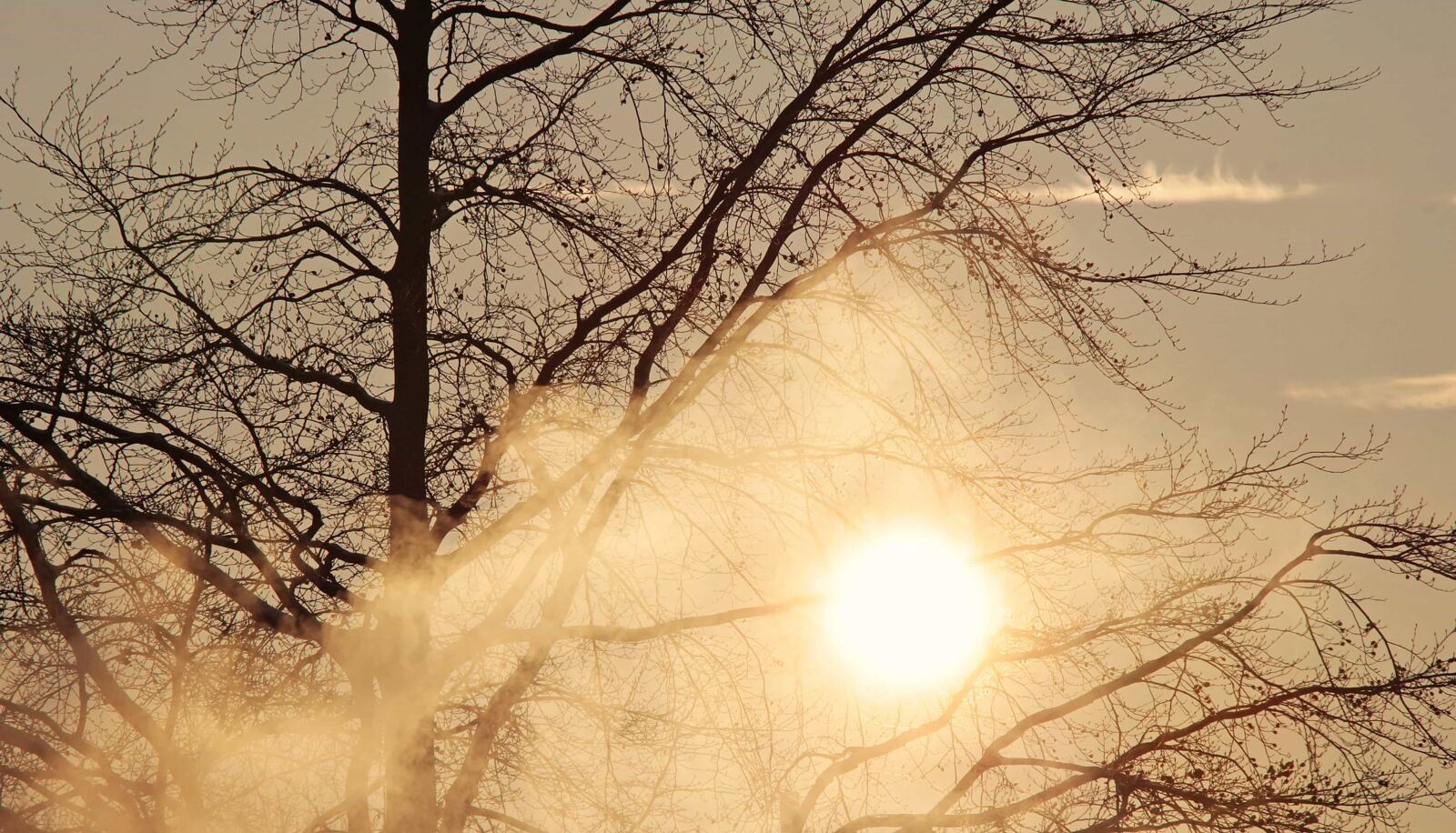 Canon EOS 100D (EOS Rebel SL1 / EOS Kiss X7) sample photo. Fog, branch, dawn, sun photography