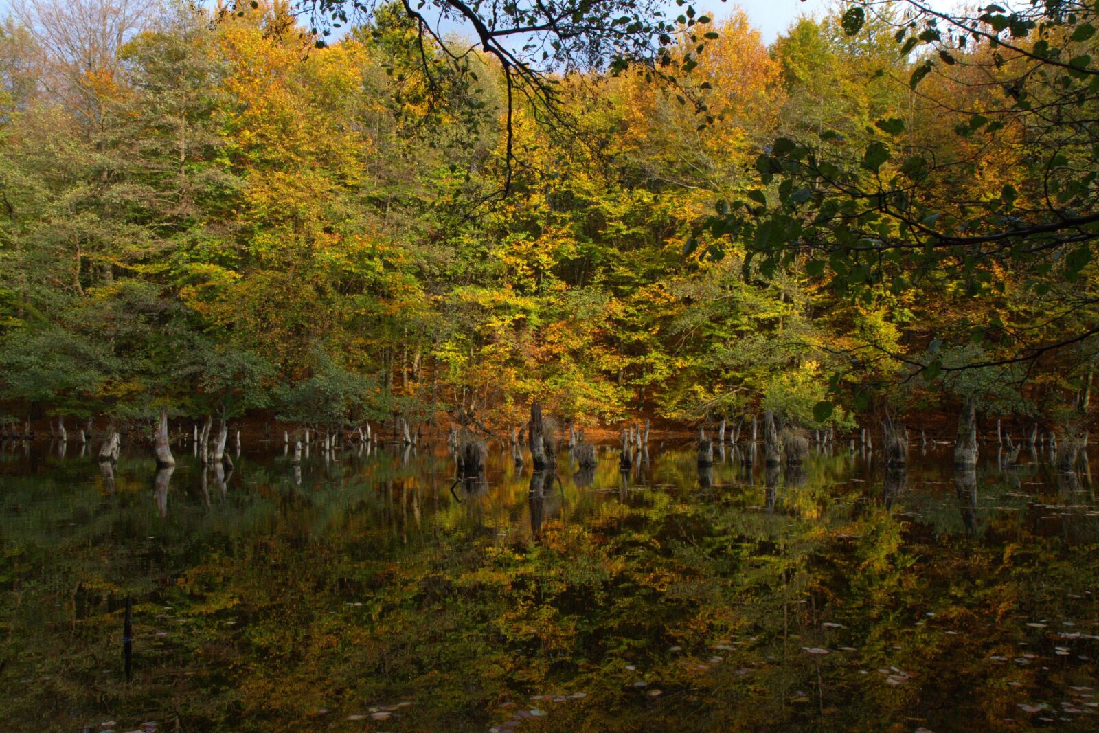 Canon EOS 60D sample photo. Autumn, color, trees photography