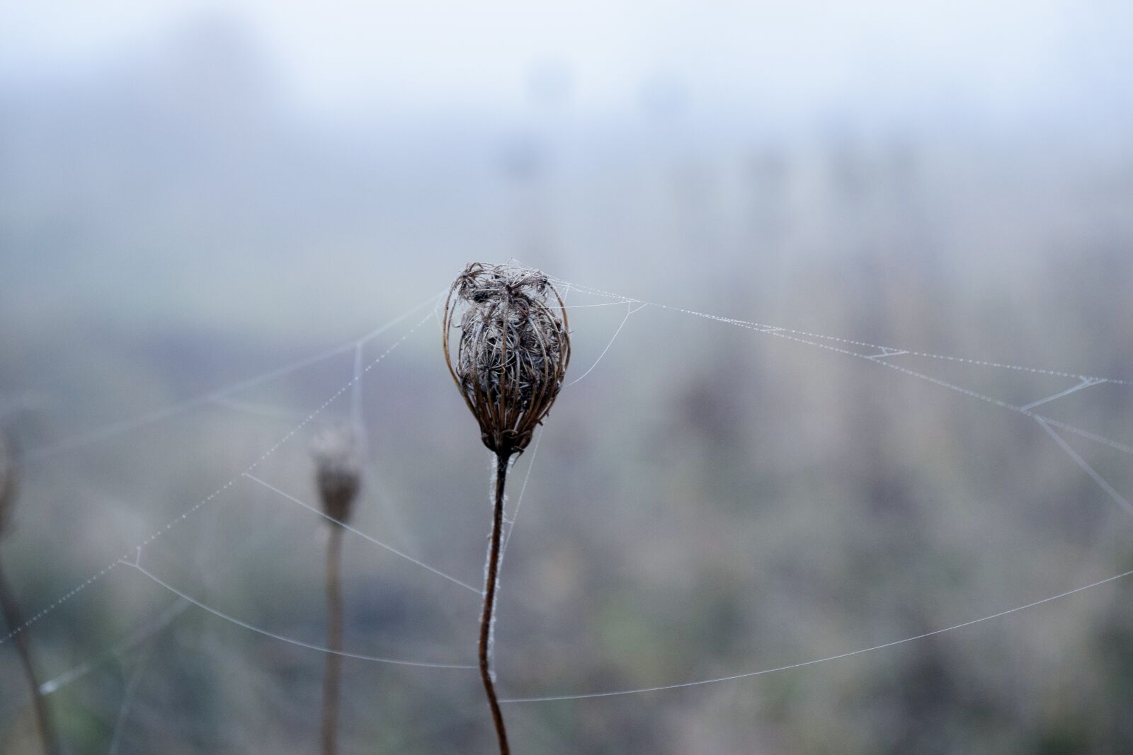 Nikon D5300 sample photo. Spider web, white, nature photography