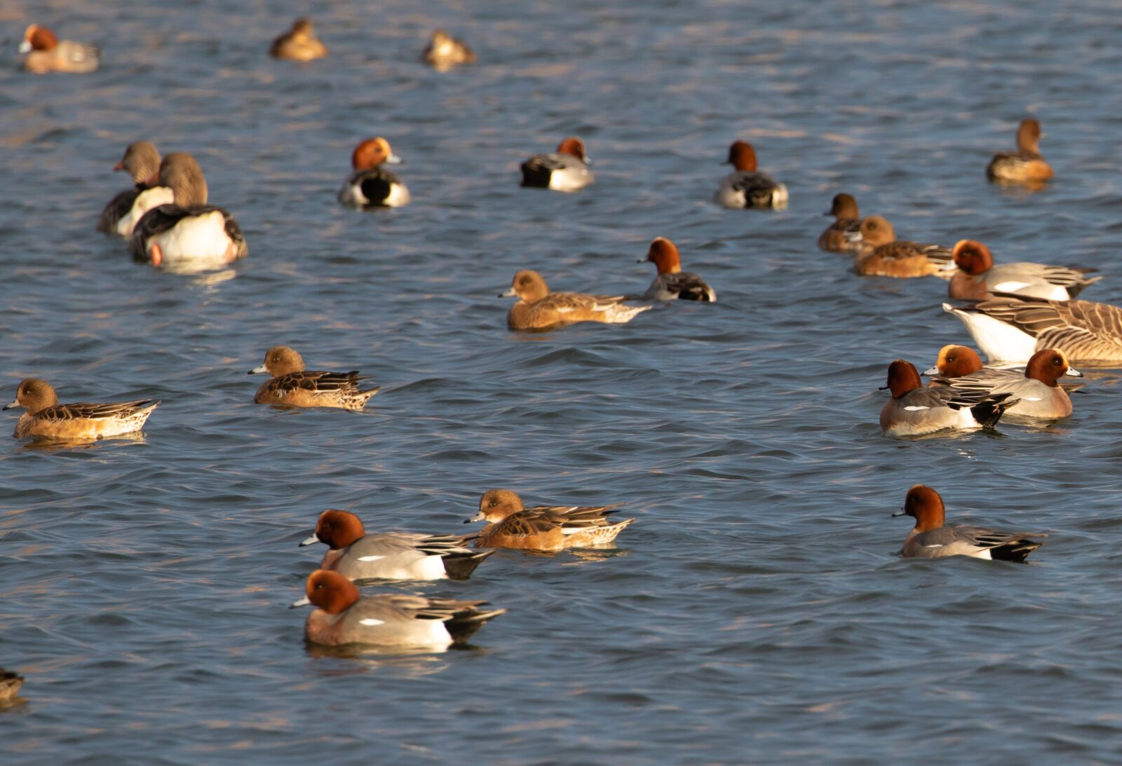 Canon EOS 7D Mark II sample photo. Wigeon ducks, ducks, wigeon photography
