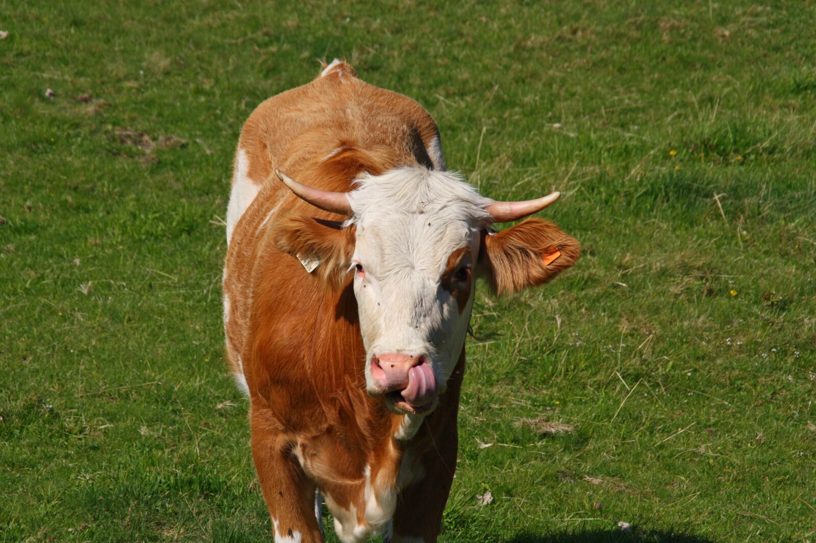 Canon EOS 450D (EOS Rebel XSi / EOS Kiss X2) sample photo. Cow, pasture, alm photography