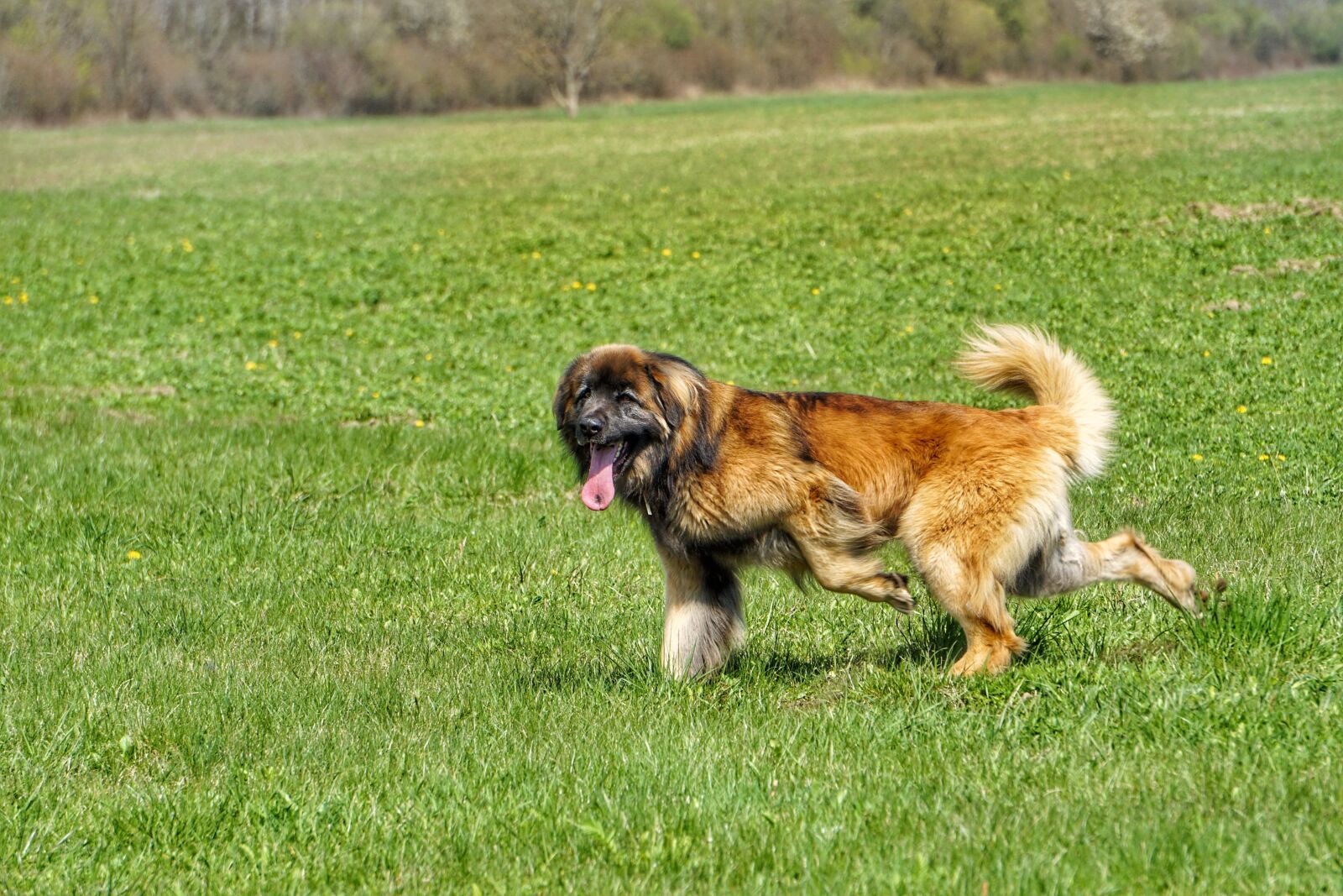Sony a5100 sample photo. Leonberger, dog, nature photography