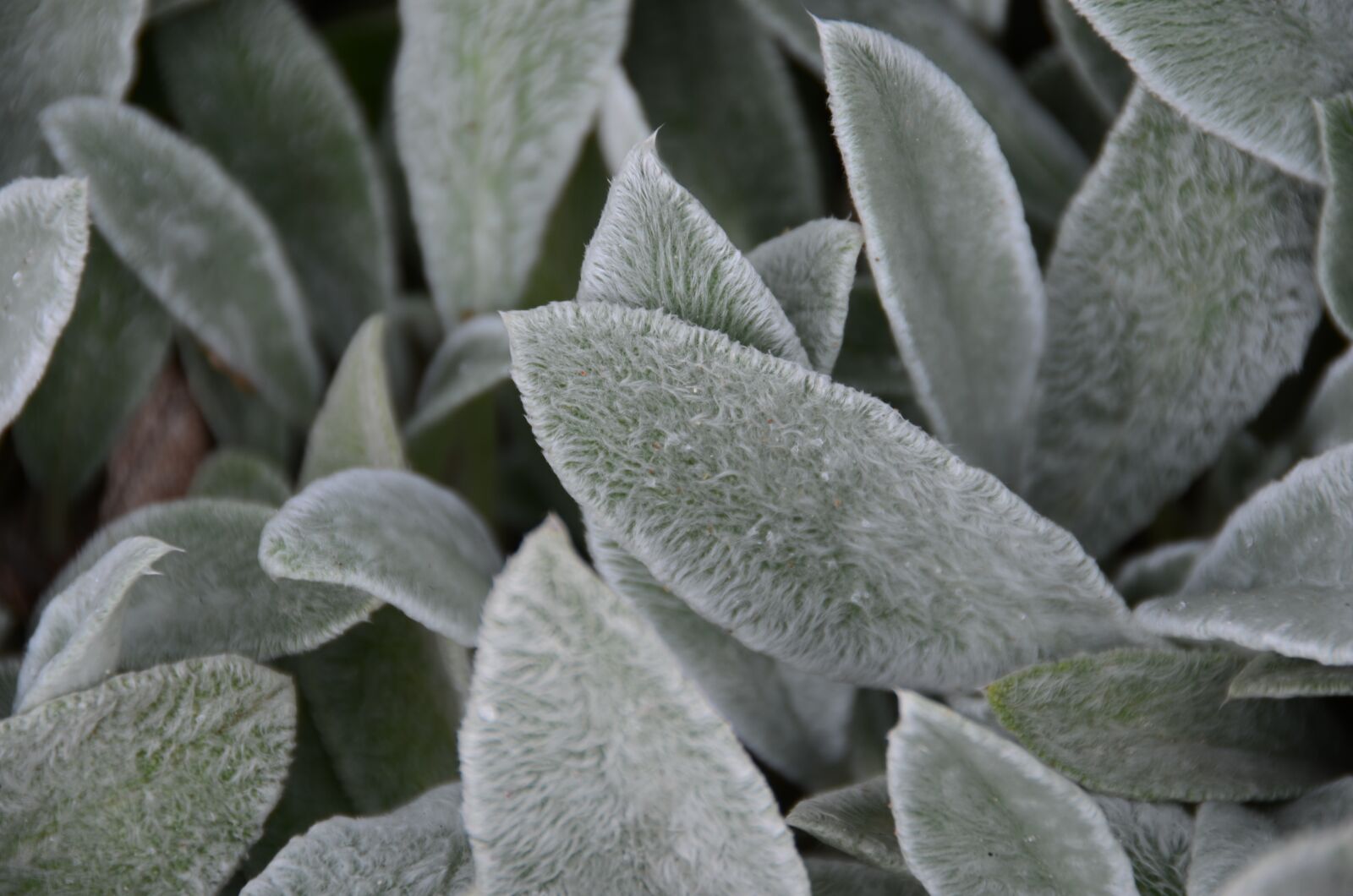Nikon D7000 sample photo. Natural, leaf, plant photography