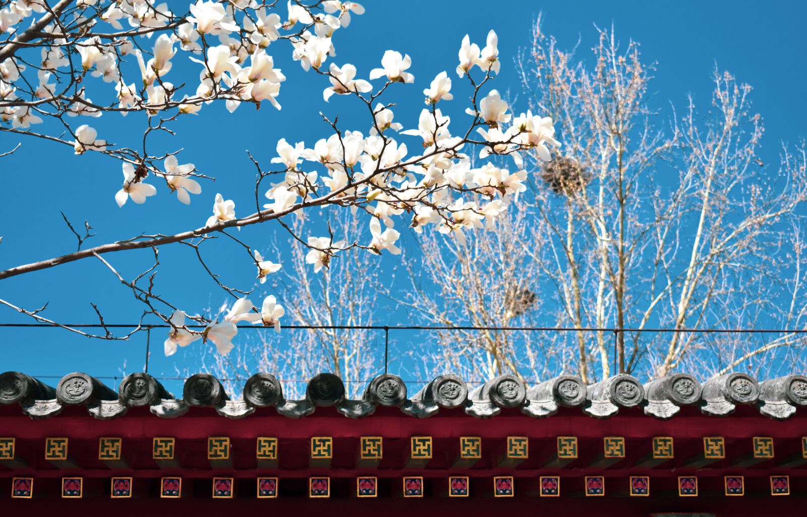 Nikon D3400 sample photo. Magnolia, ancient architecture, eaves photography