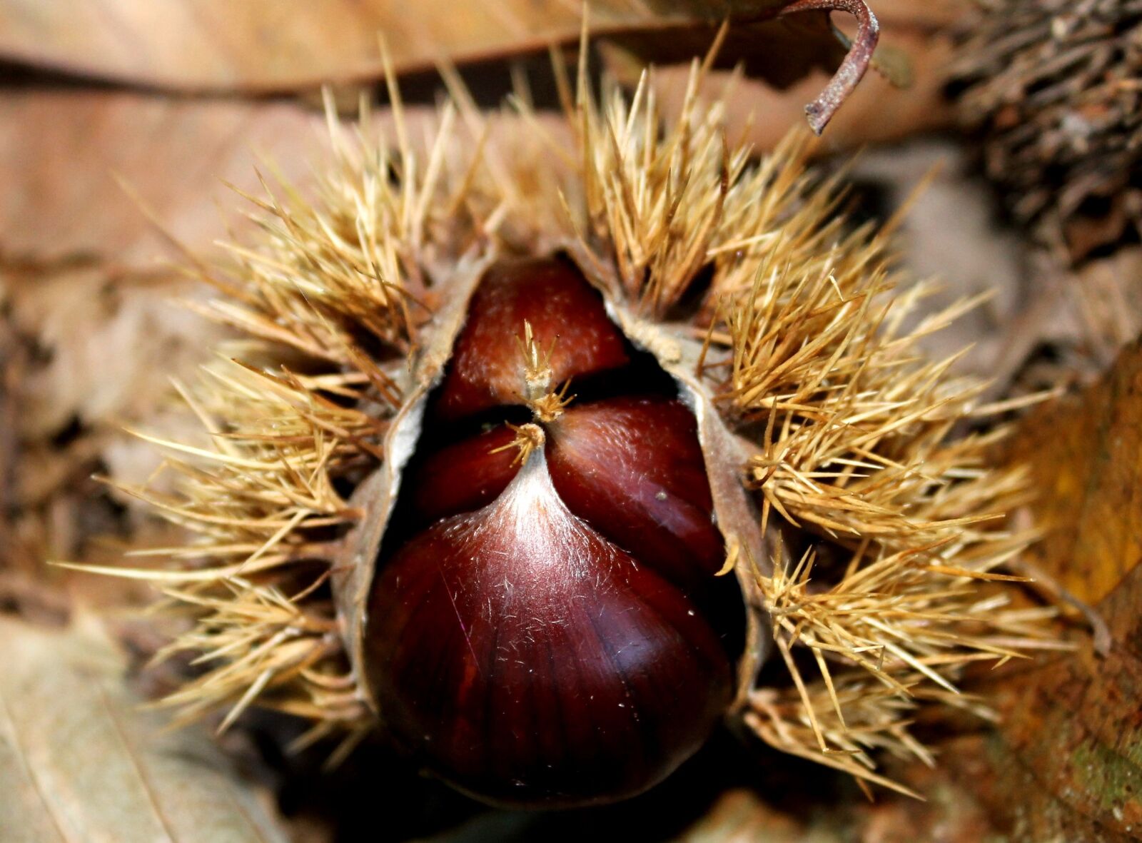 Canon EOS 1100D (EOS Rebel T3 / EOS Kiss X50) sample photo. Chestnut, autumn, prickly photography