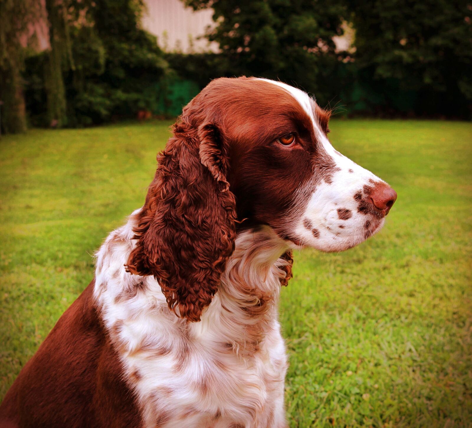 Canon EOS 750D (EOS Rebel T6i / EOS Kiss X8i) sample photo. Dog, spaniel, pet photography