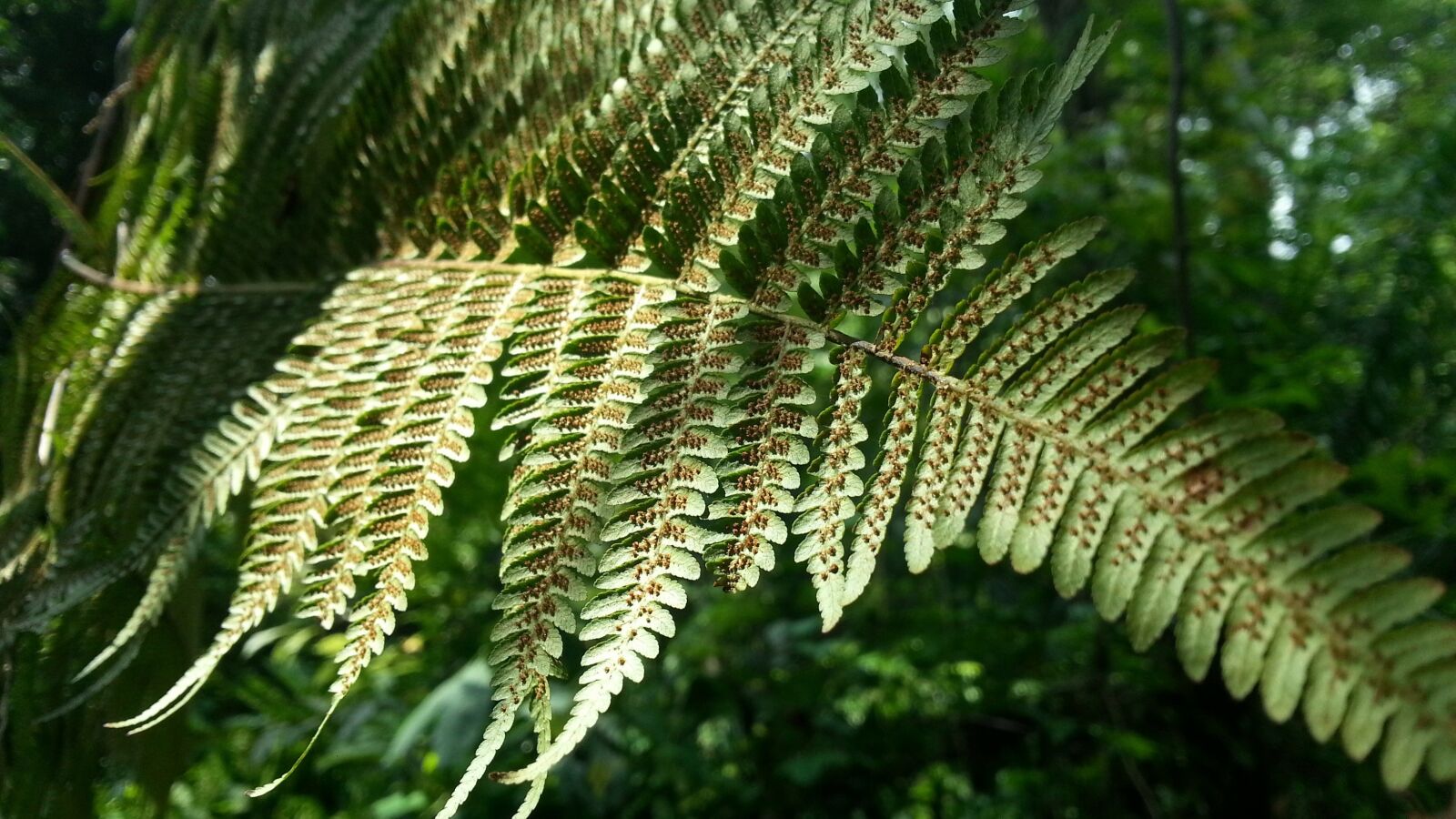 Samsung Galaxy Note2 sample photo. Fern leaf, spores, plant photography