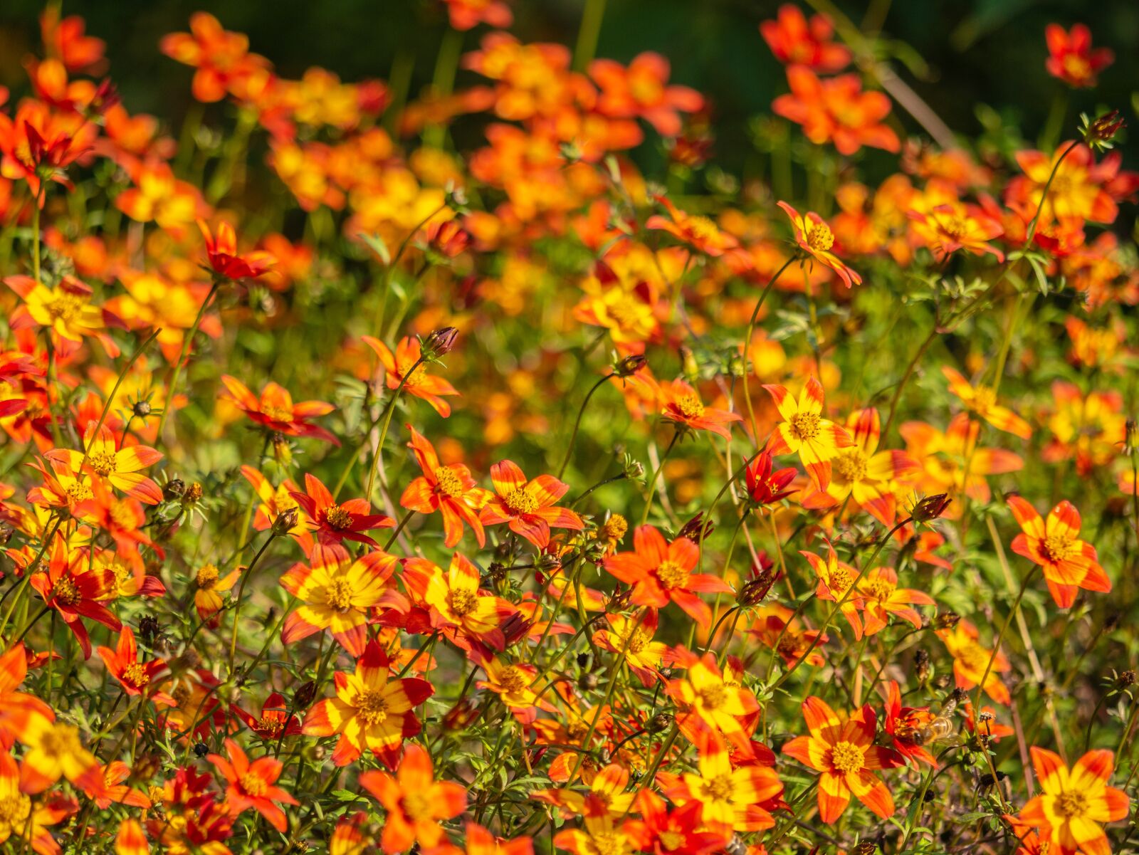 LUMIX G VARIO 100-300/F4.0-5.6II sample photo. Flowers, colorful, garden photography