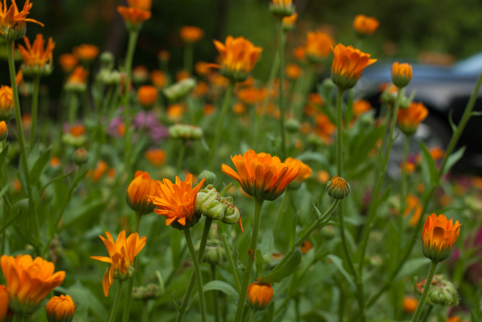 Pentax *ist DS sample photo
