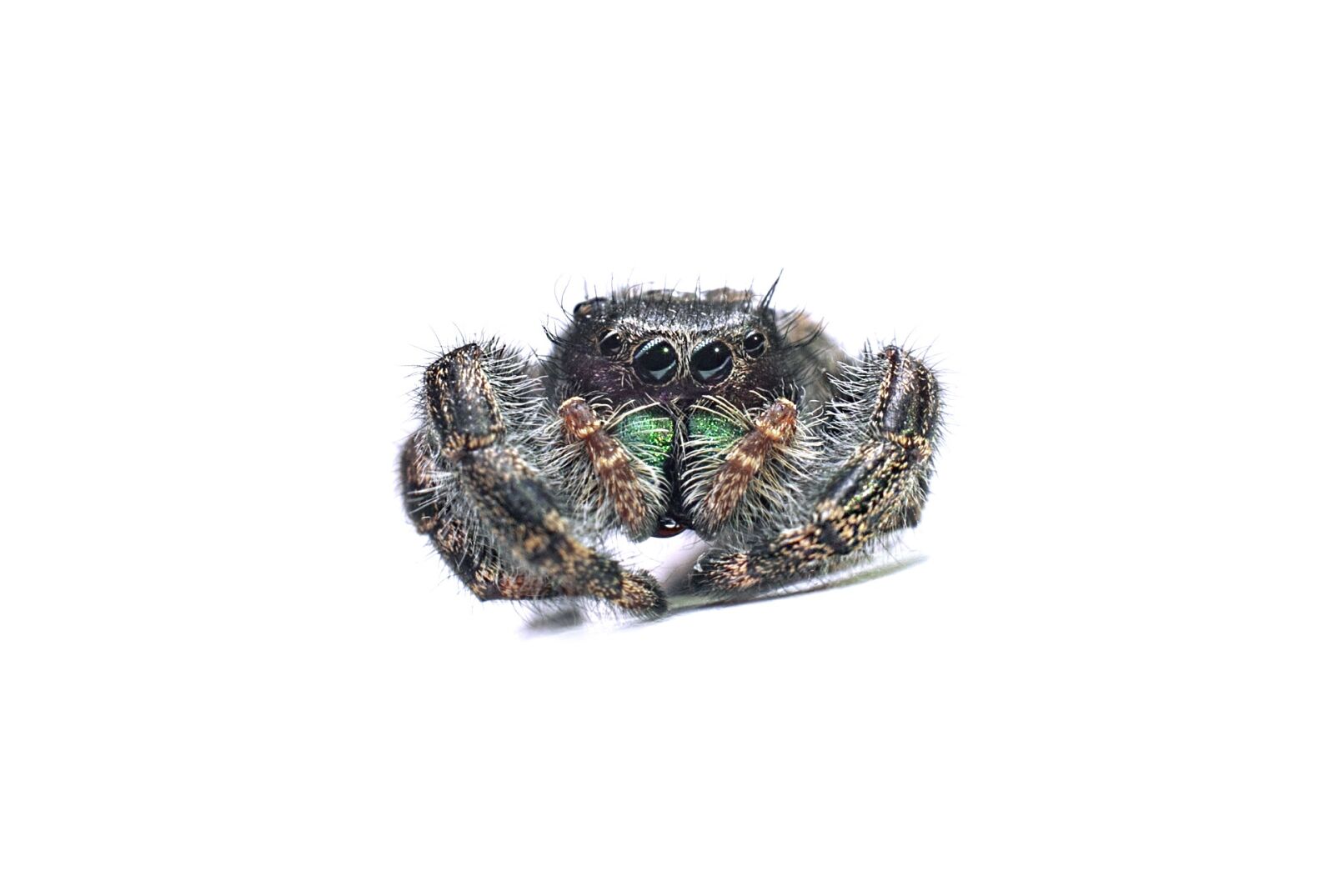 Canon EOS 5D Mark II sample photo. Spider, animal, nature photography